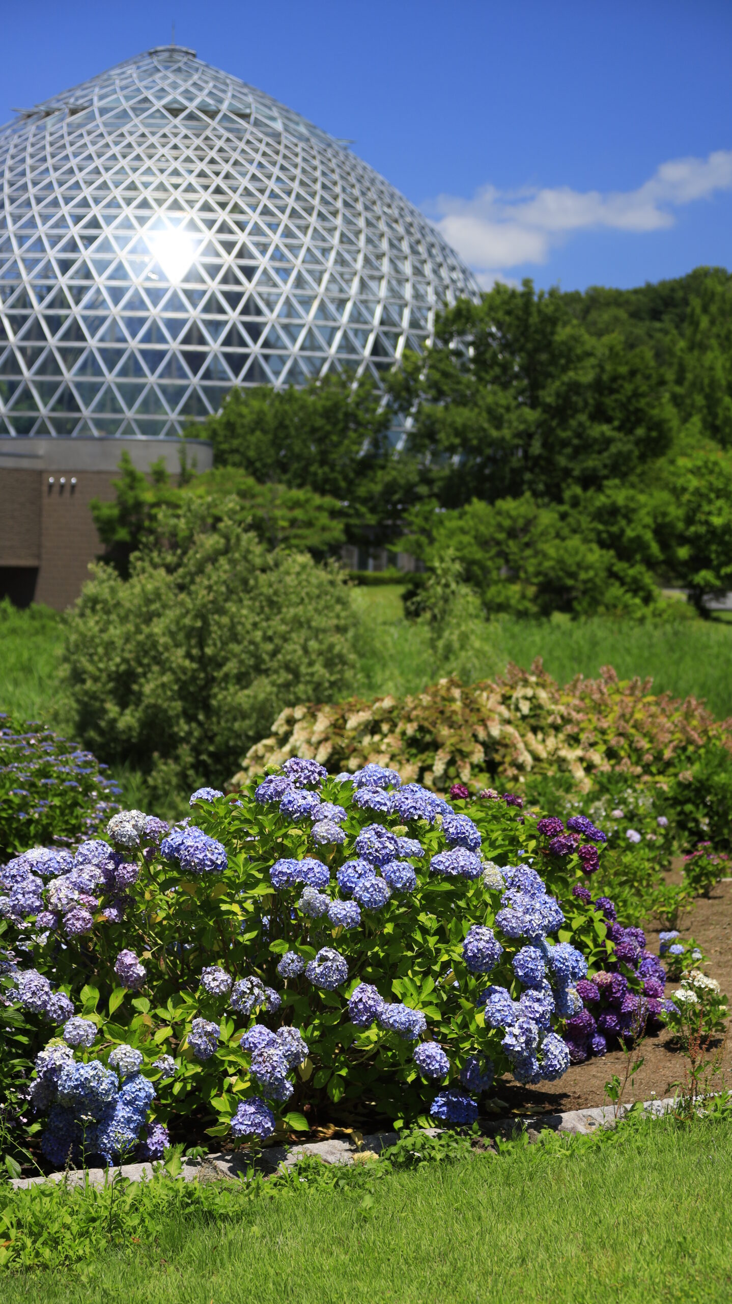 新潟県立植物園で温室ドームと手前の紫陽花を撮影した園内風景