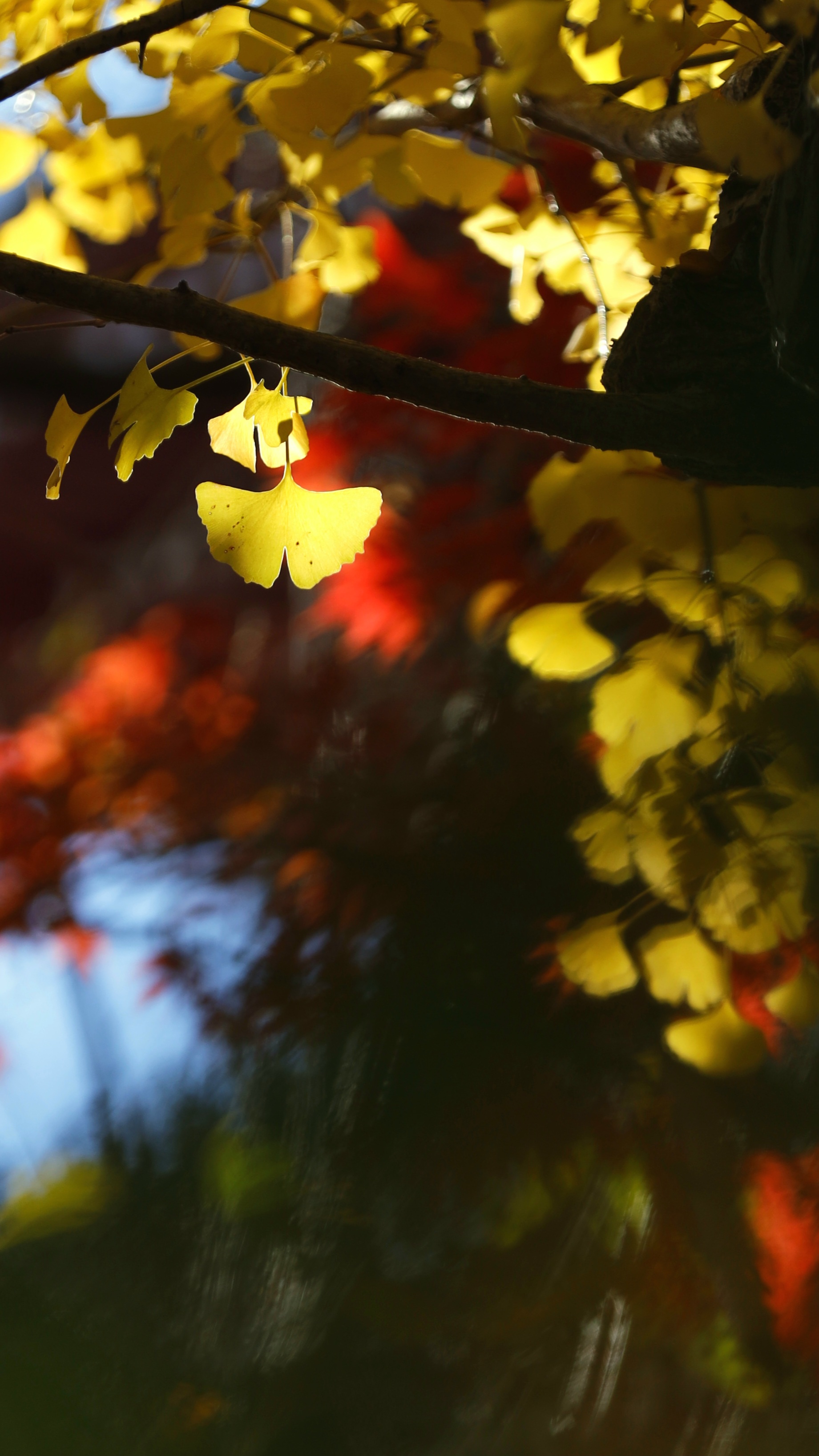 本土寺にて、「静寂の中に浮かび上がる銀杏の紅葉」と感じた写真です。