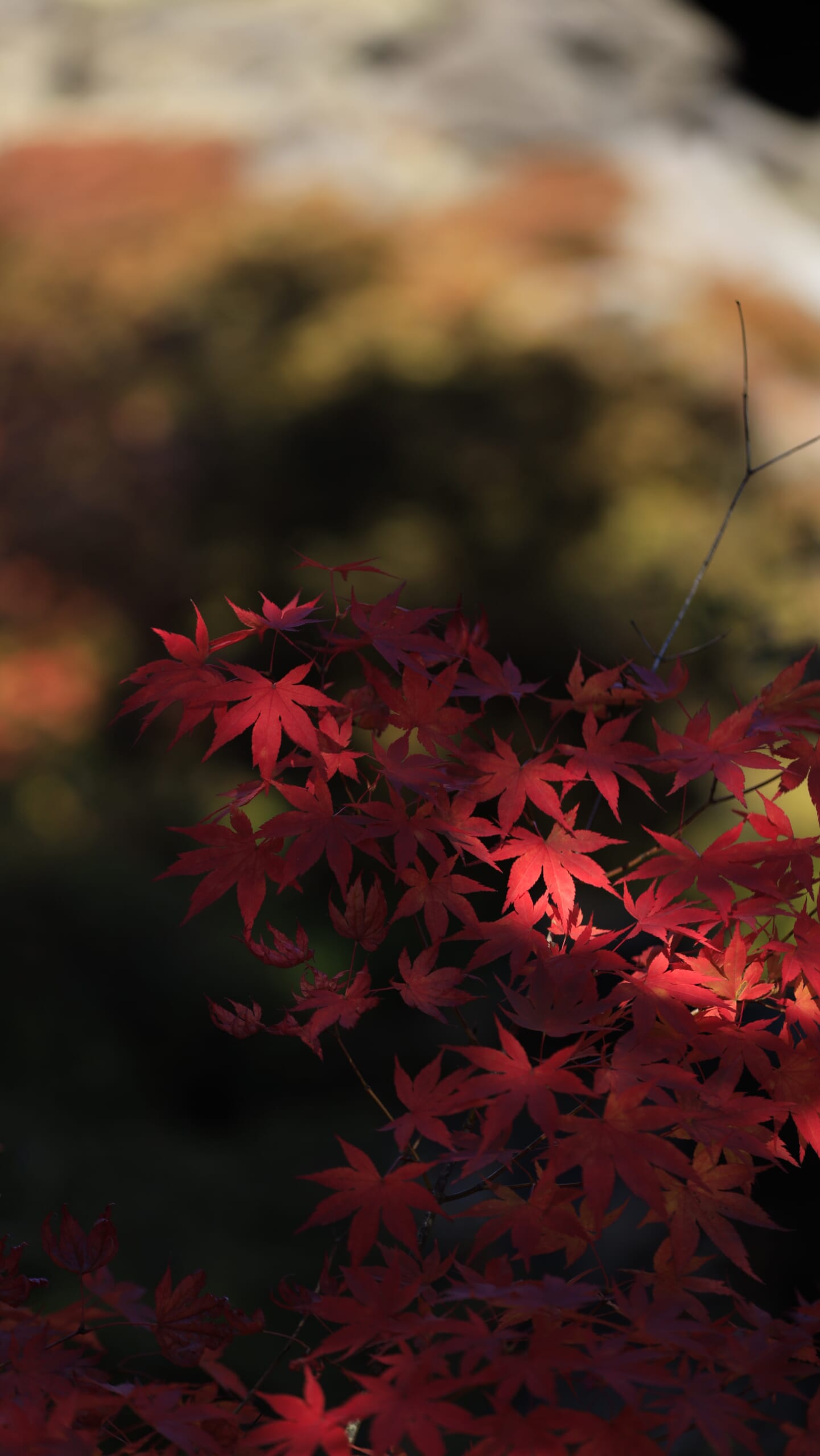 鬼押出し園でわずかな太陽の光が差し込む鮮やかな赤いモミジの紅葉