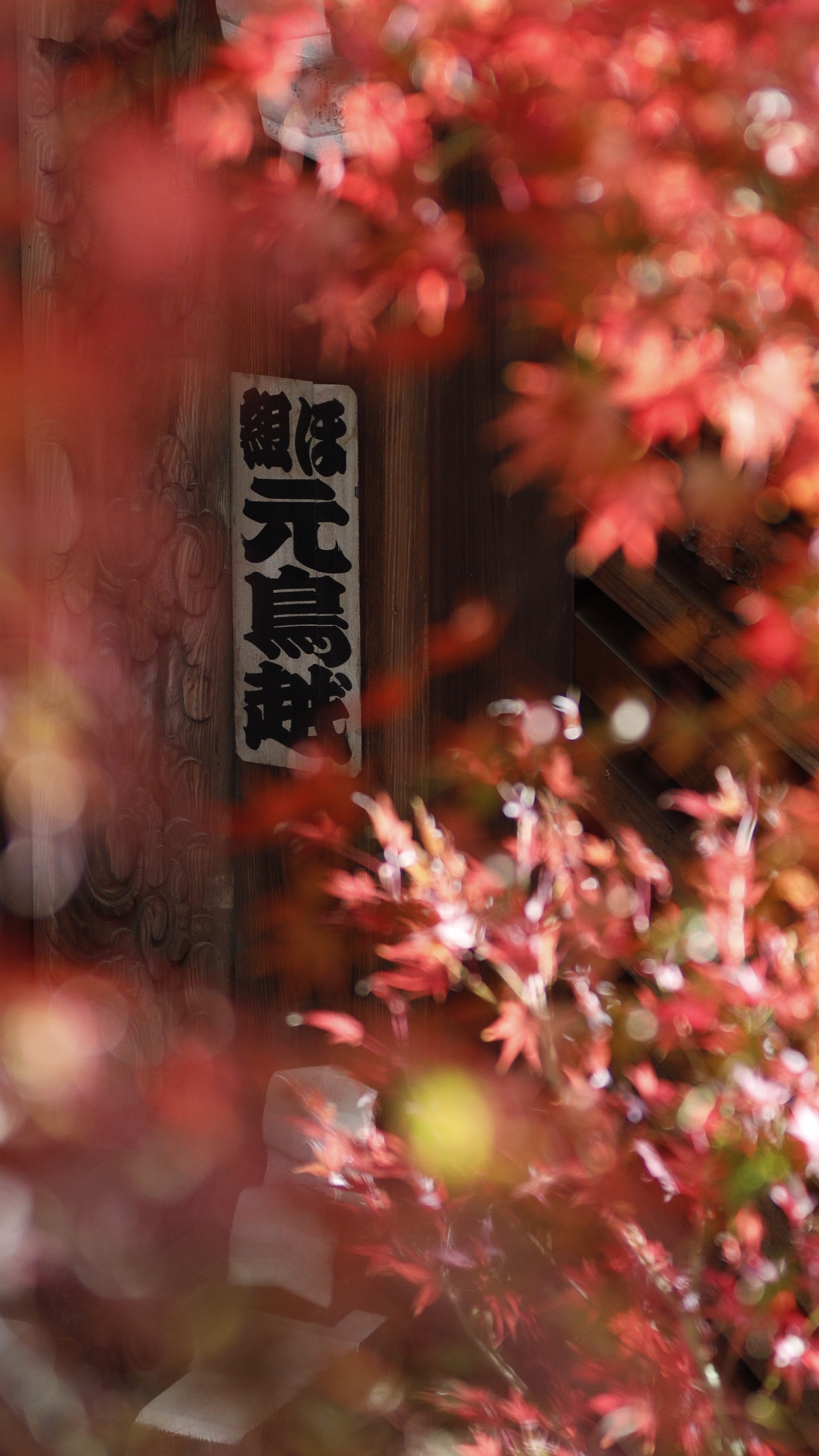 東漸寺にて、「もみじに隠れる千社札の存在感」と感じた写真です。
