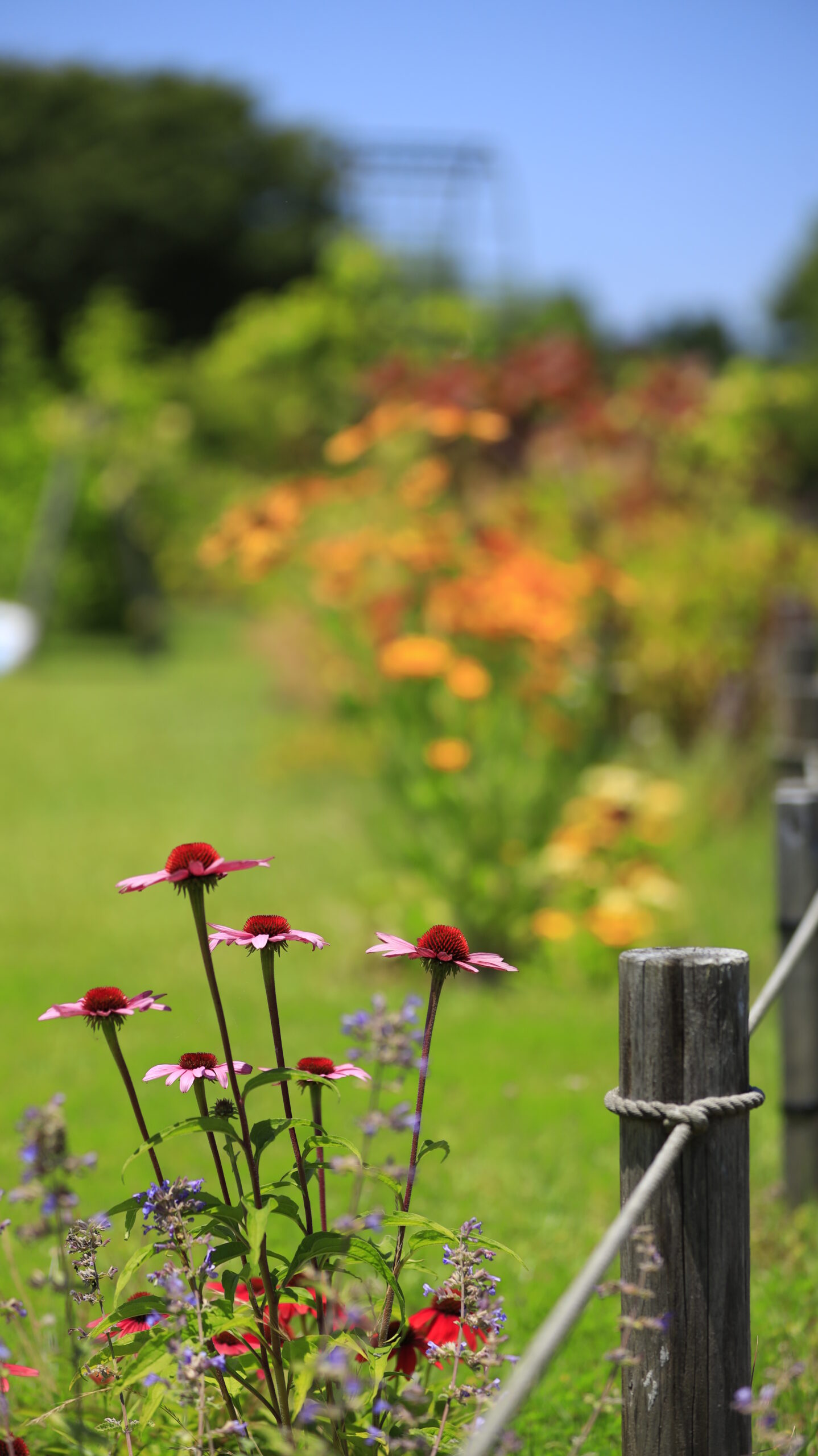新潟県立植物園でローアングルからエキナセアの花を横から撮影した写真
