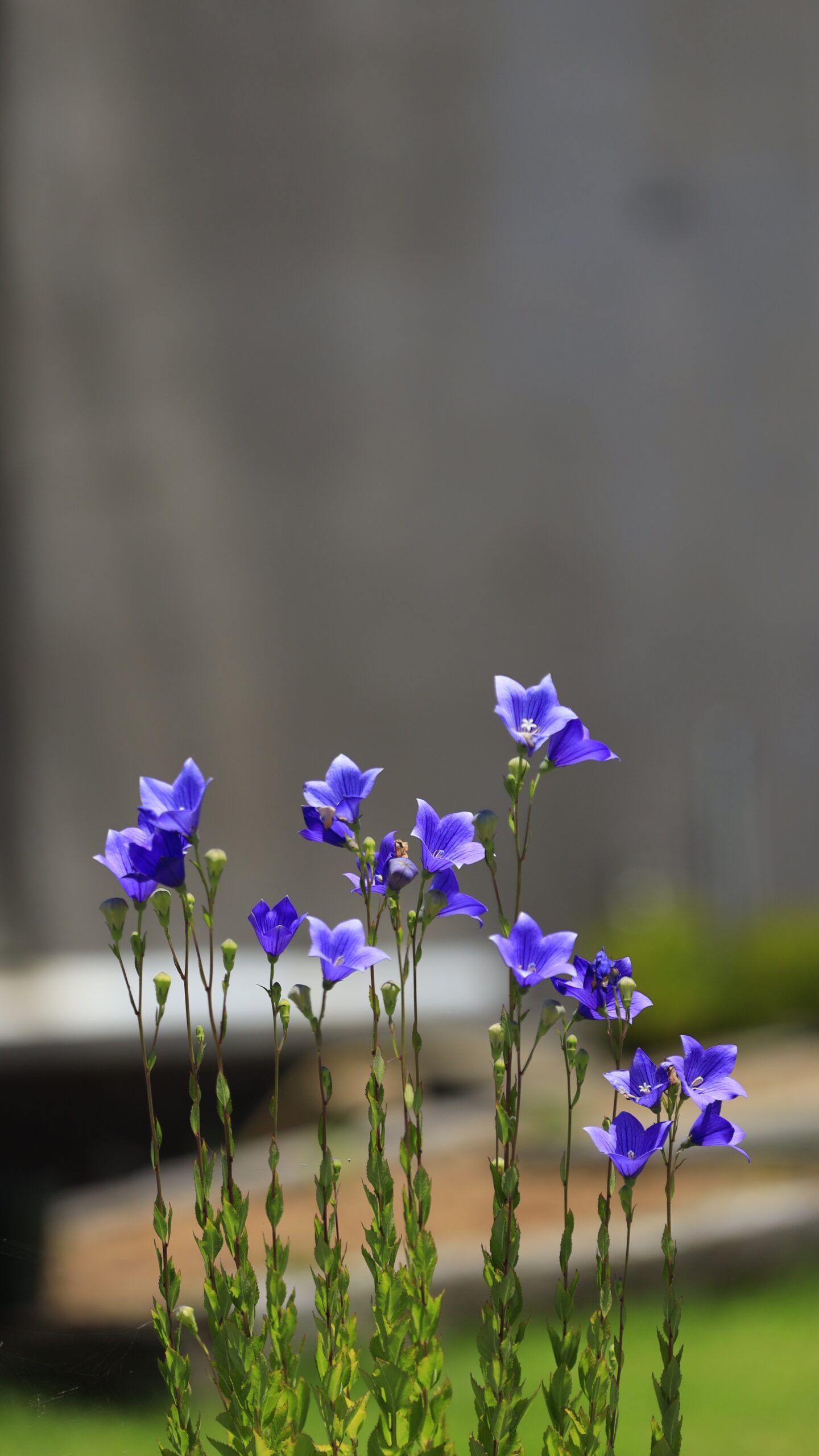 新潟県立植物園で鉢植えのキキョウが整列する様子を撮影した写真