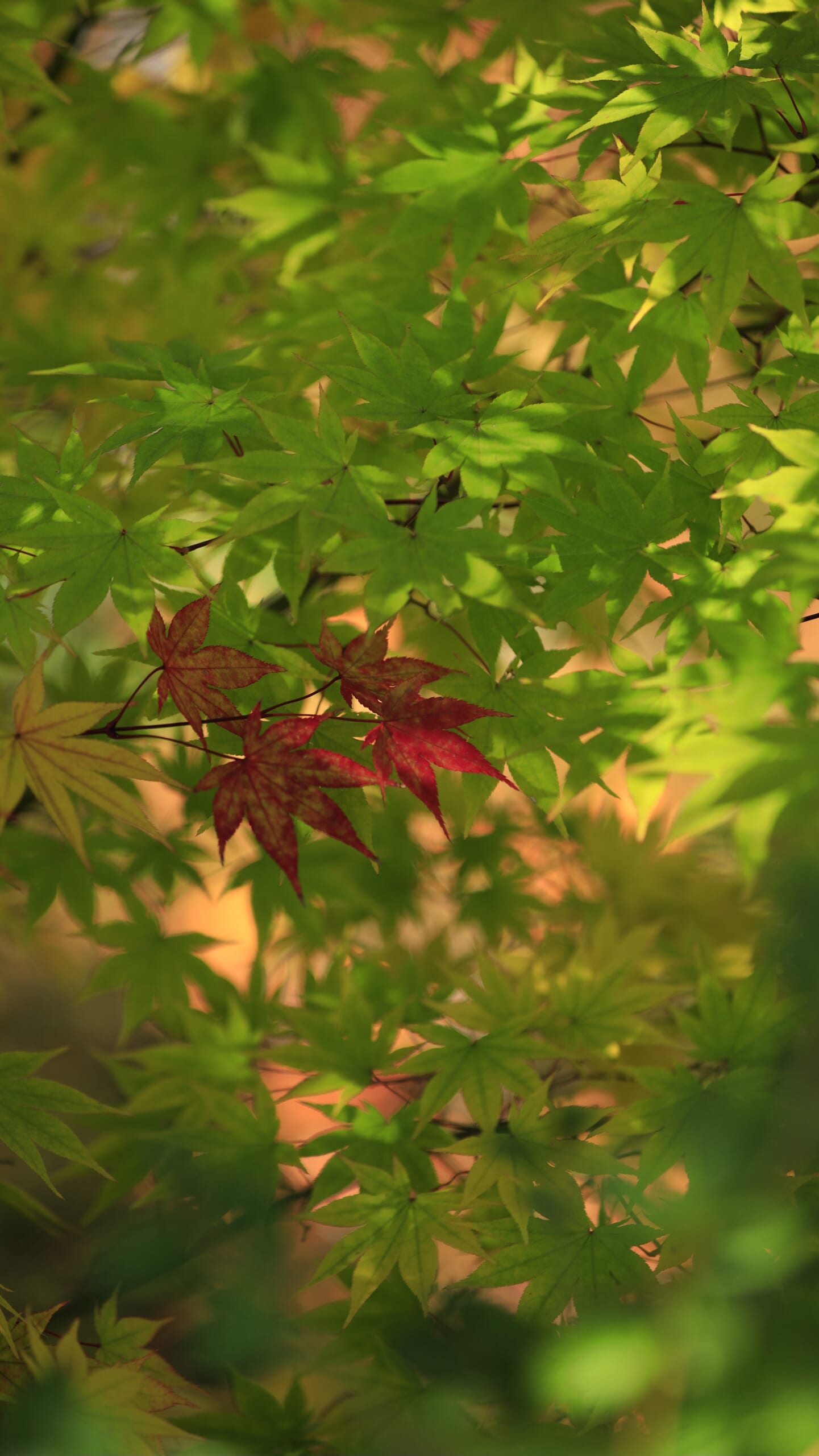 鬼押出し園で緑色のモミジの中に赤色と黄色の紅葉が混ざる美しいグラデーション