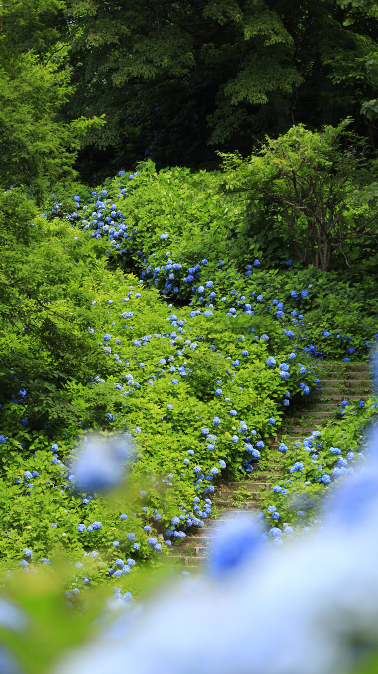 国営越後丘陵公園で前ボケと奥の階段に咲く青い紫陽花を撮影した写真