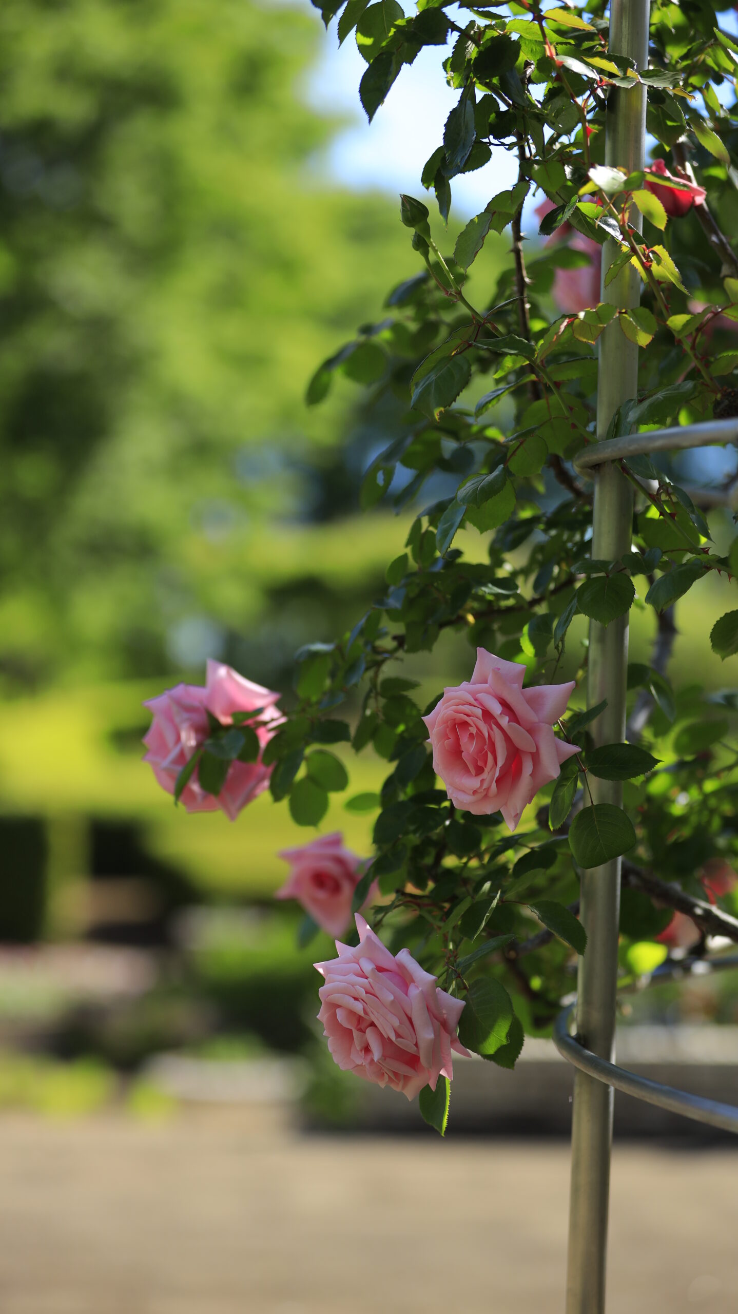 Light pink roses photographed from the side in the rose garden at Chikozan Park