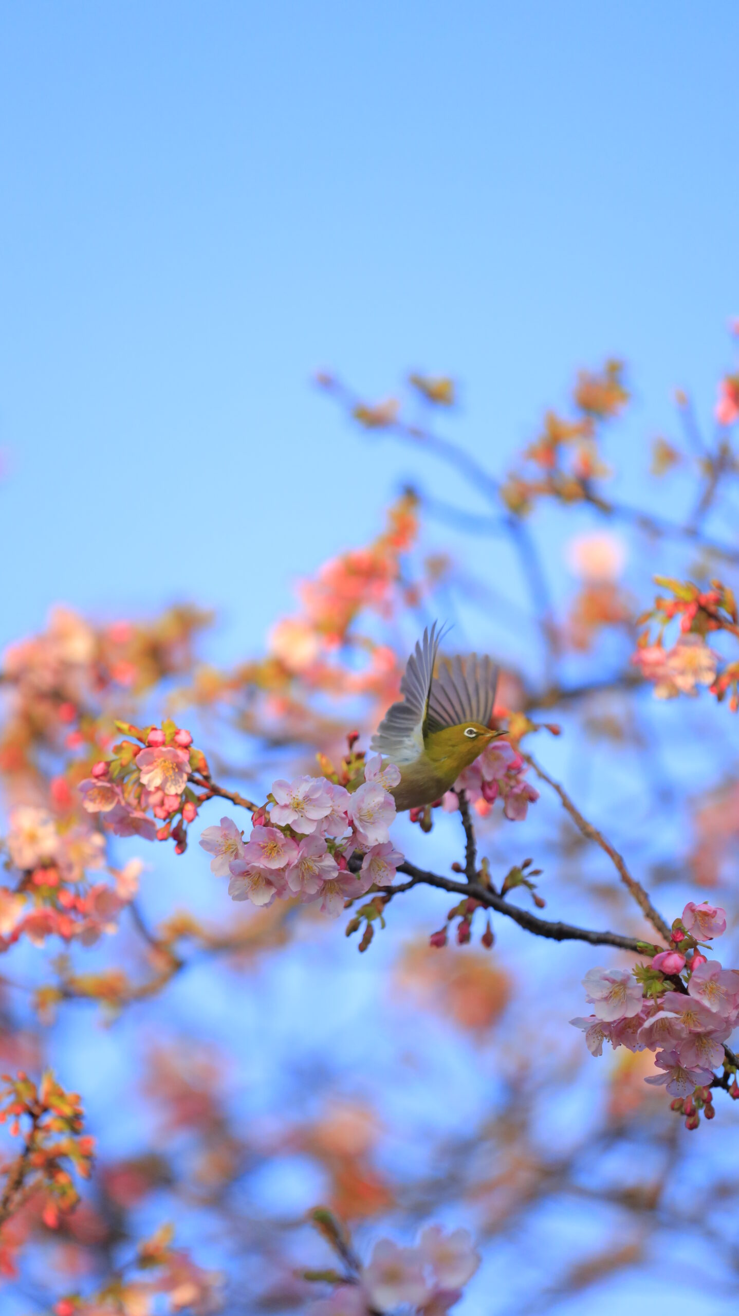 汐入公園で、河津桜の木の間を飛ぶメジロの姿を捉え躍動感を表現した写真