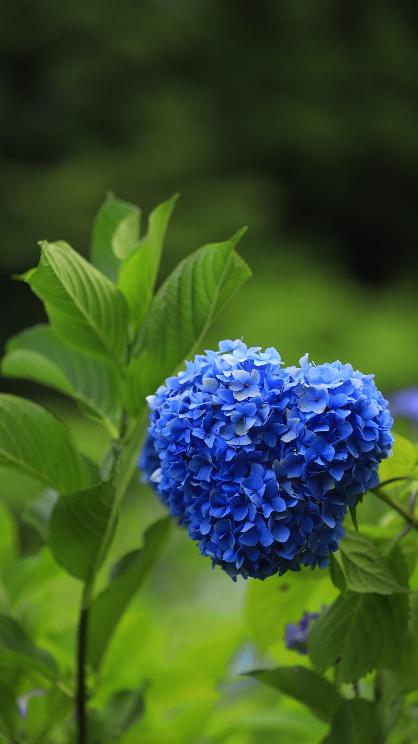 国営越後丘陵公園で見つけたうっすら青いハート型の紫陽花
