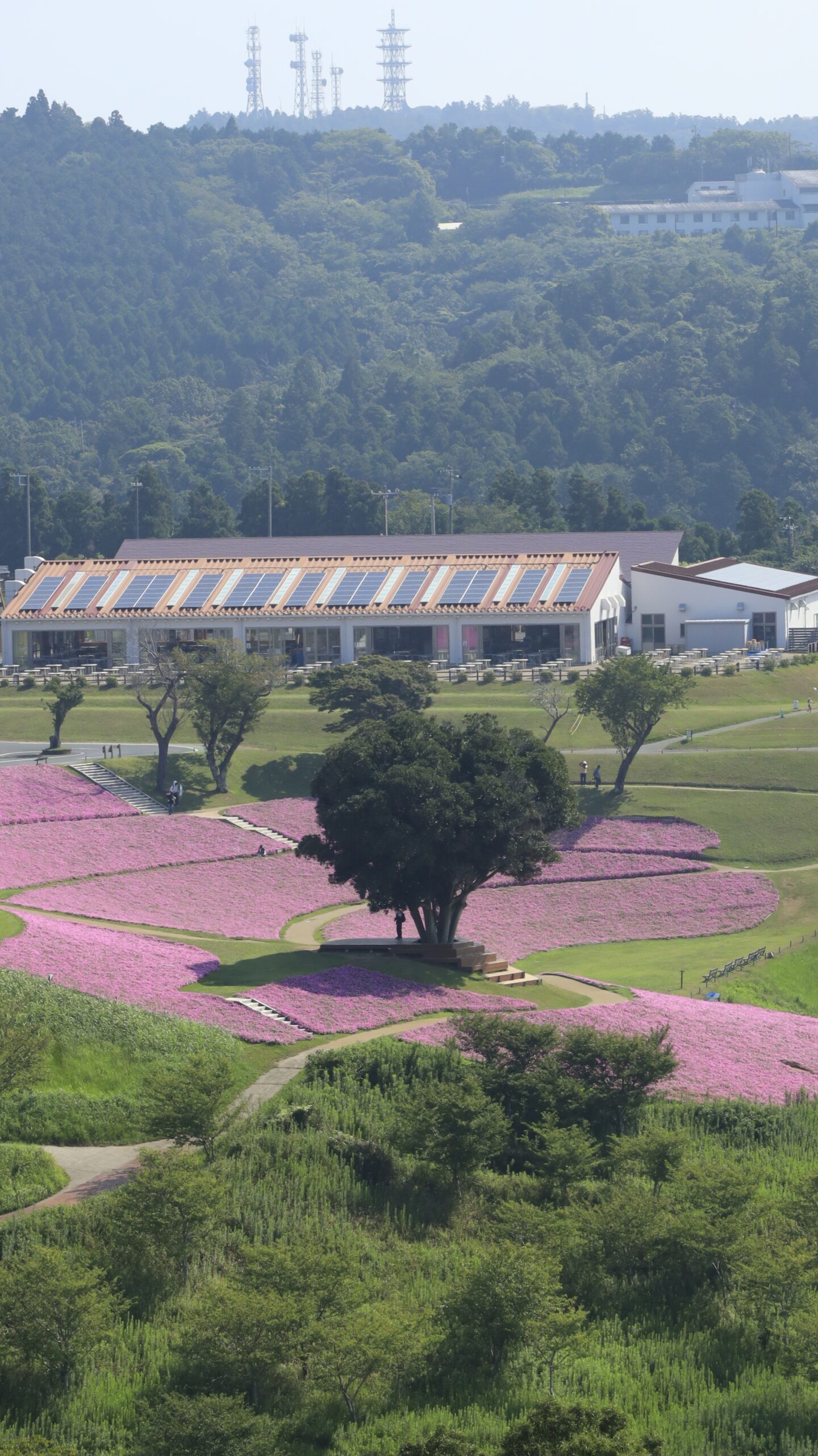 マザー牧場で山の上から見下ろす桃色吐息(ペチュニア)の丘の写真