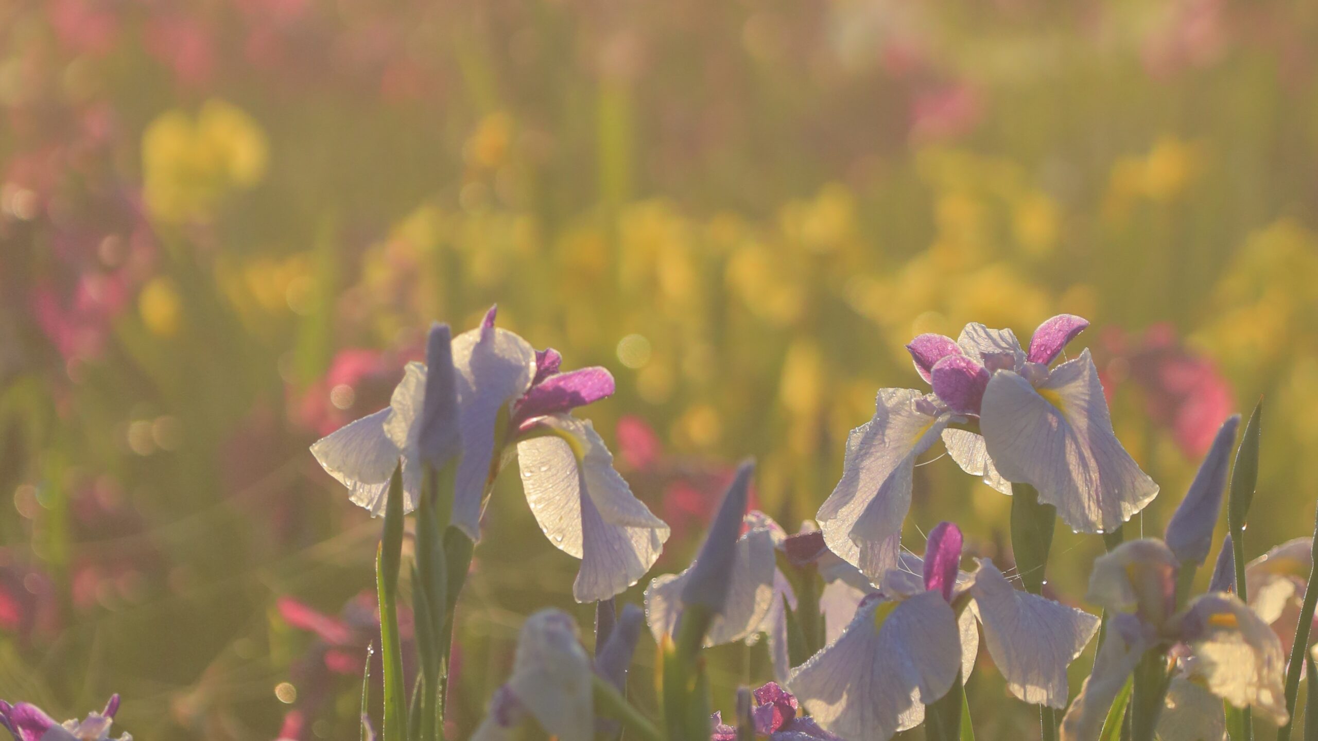 菖蒲城趾あやめ園
