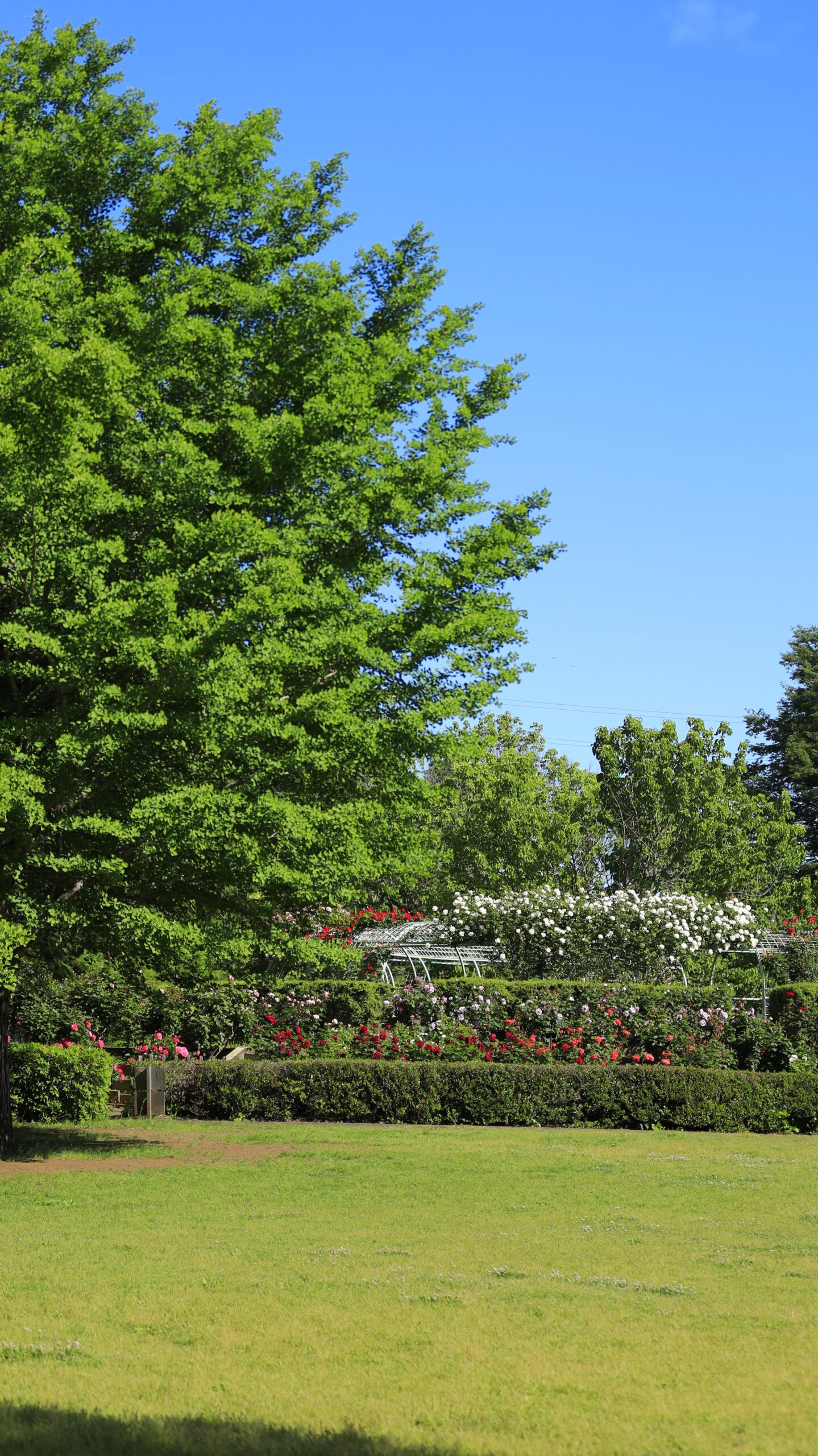 View of the rose garden next to the gingko tree in Chikozan Park