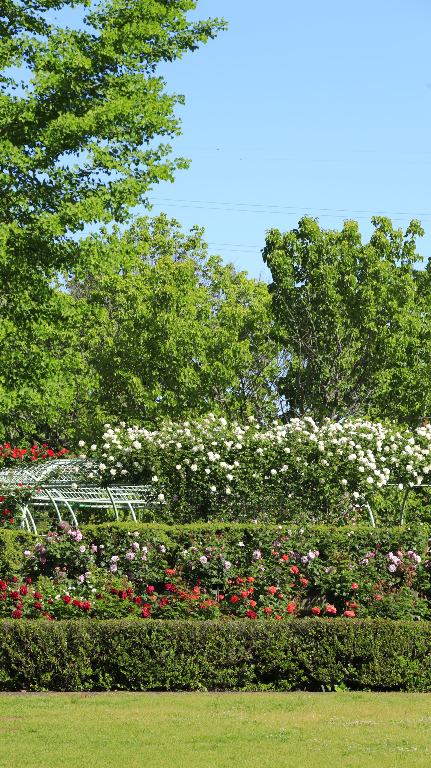 View of the rose garden with many roses in Chikozan Park