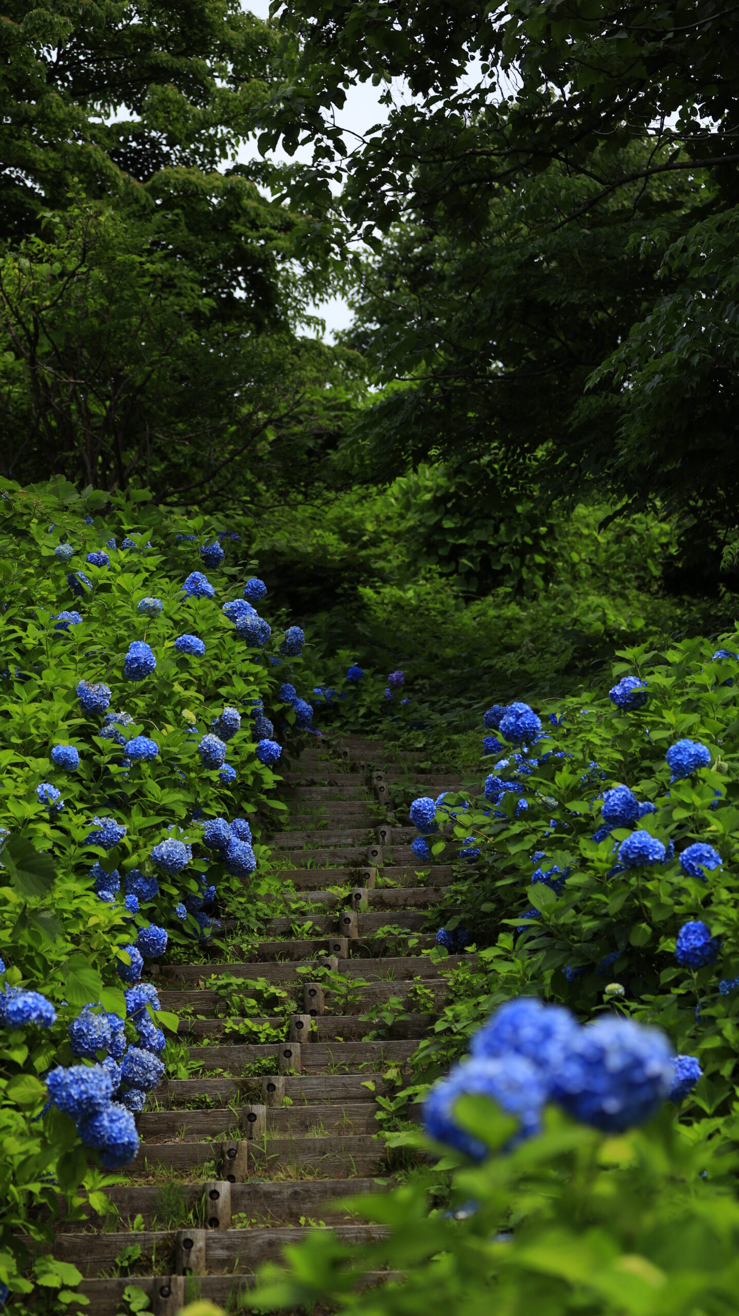国営越後丘陵公園で下から見上げて撮影した青い紫陽花の階段