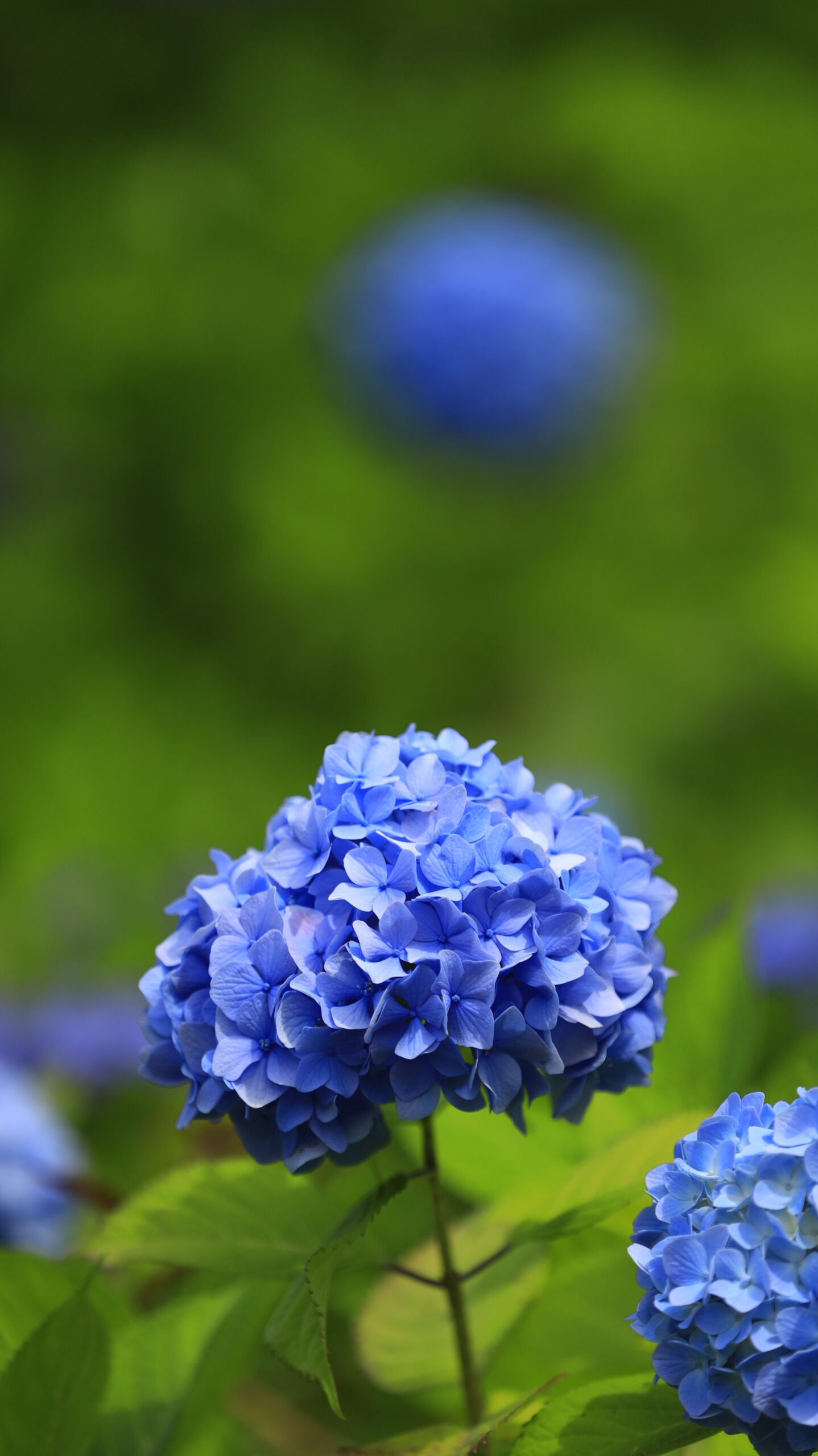 国営越後丘陵公園で凛と佇む一輪の青い紫陽花を横から撮影した写真