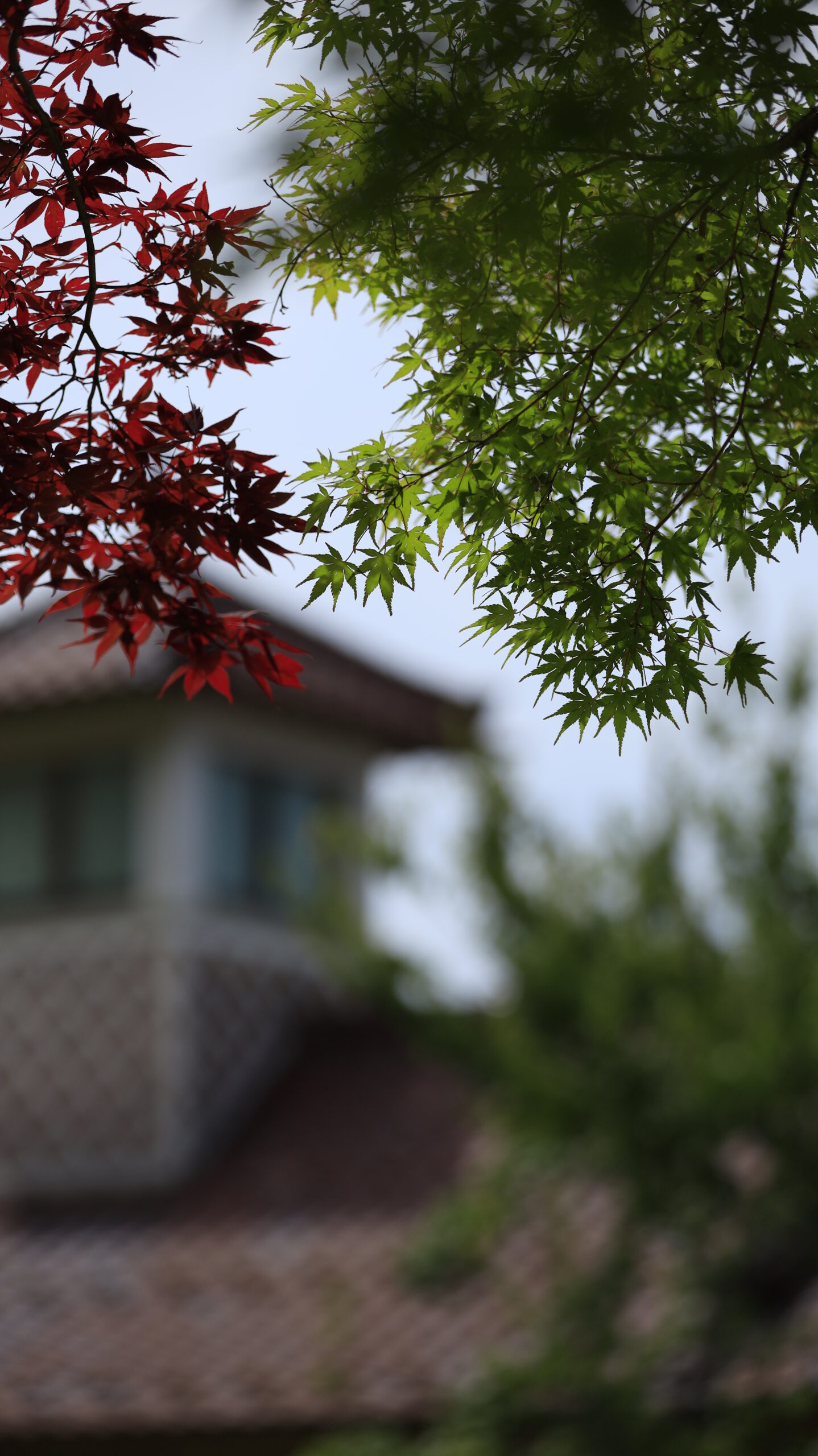 国営越後丘陵公園で赤と緑のもみじを下から建物と合わせて撮影した写真