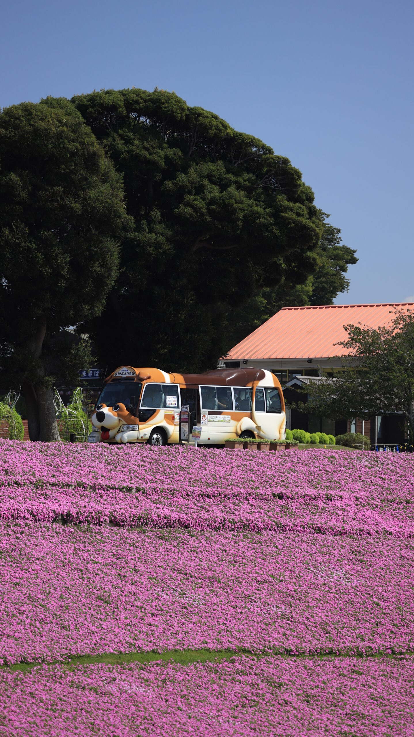 マザー牧場の桃色吐息(ペチュニア)と丘の上を走る園内バスを撮影した写真