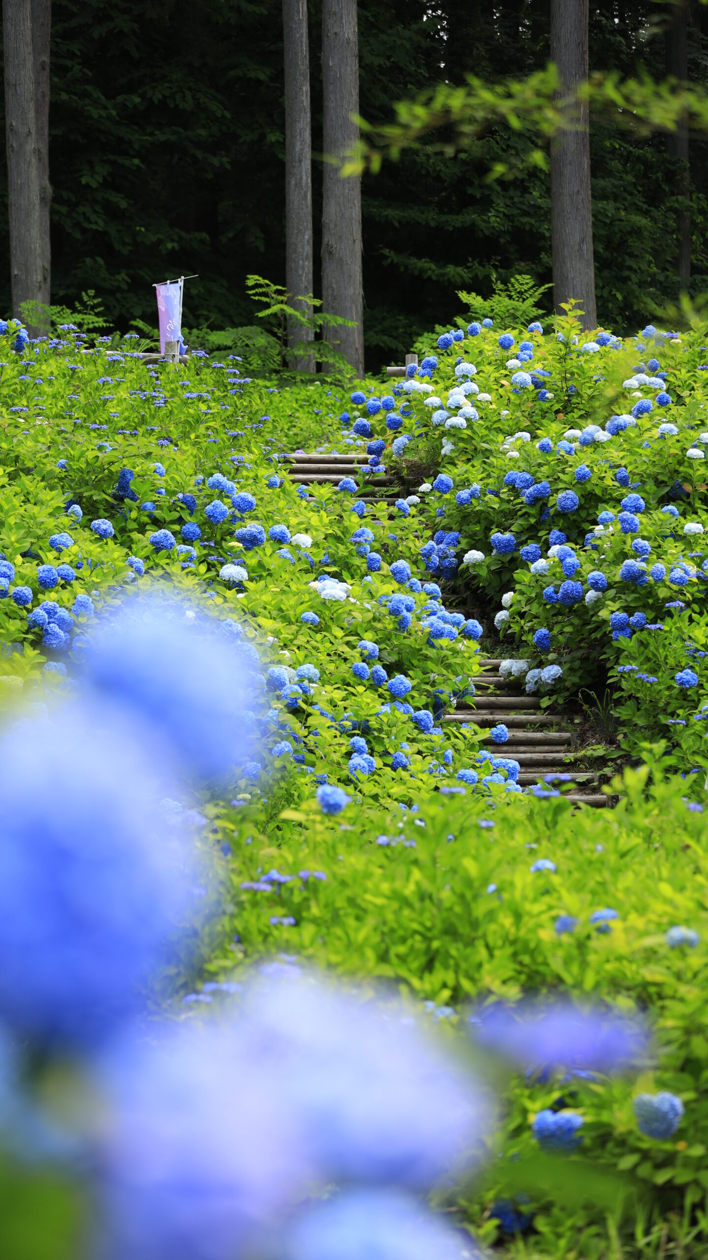 国営越後丘陵公園で前ボケを使って奥の階段の紫陽花を撮影した写真