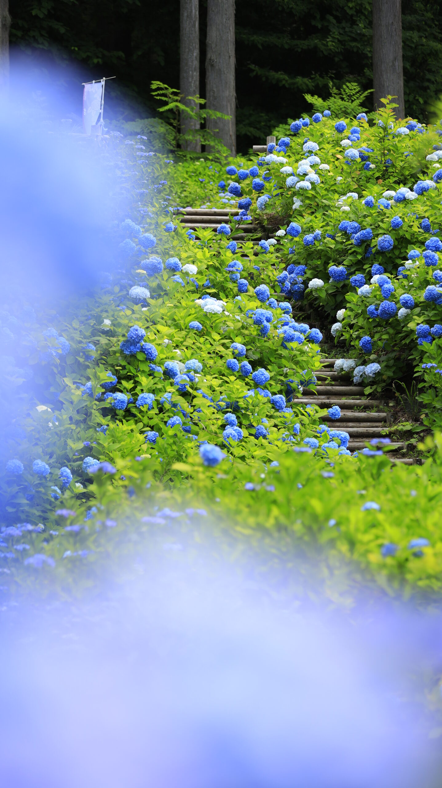 国営越後丘陵公園で前ボケを多めにして奥の階段の紫陽花を撮影した写真
