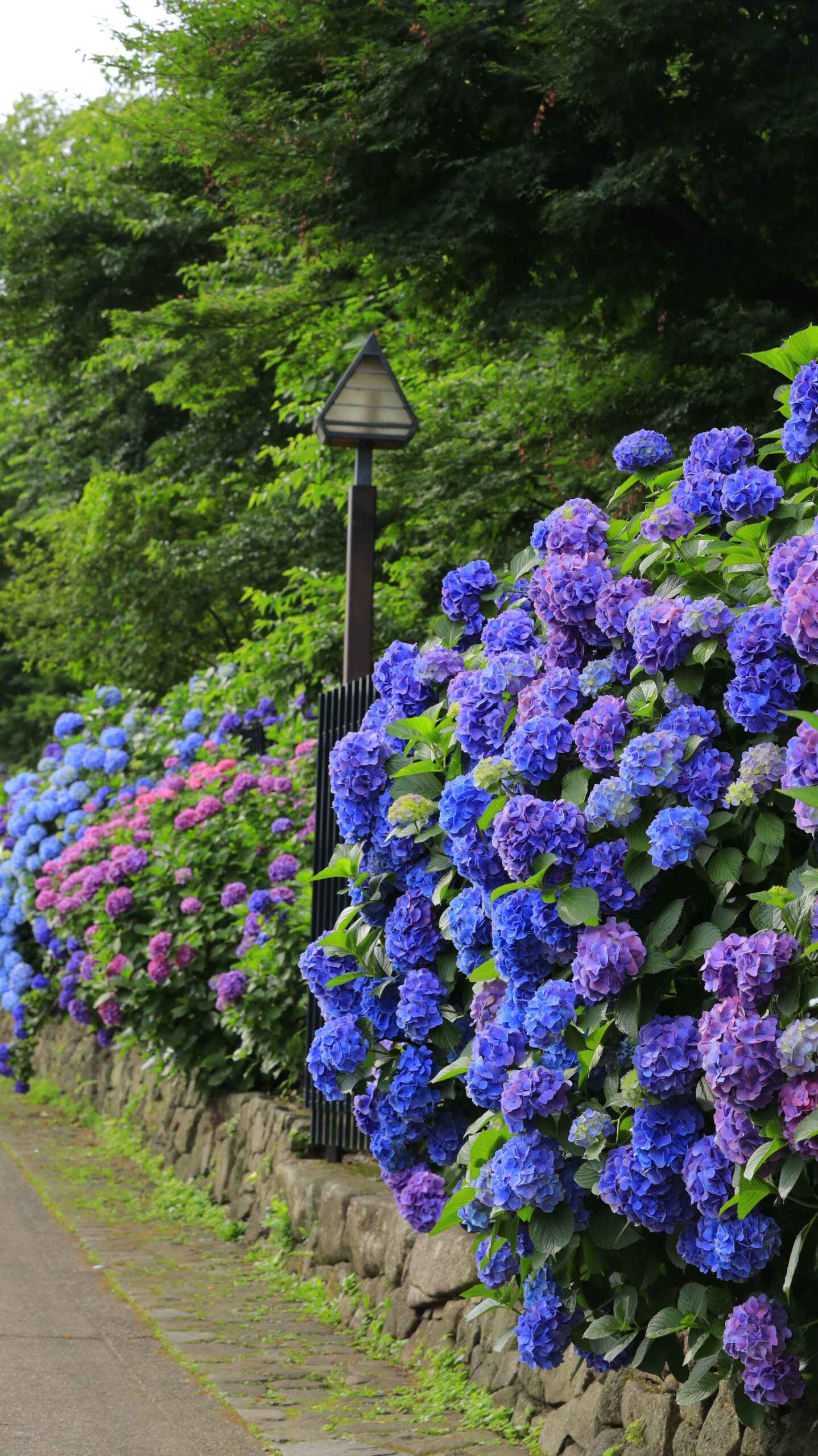 飛鳥山公園にて、「密集した紫陽花と小道の奥行き」と感じた写真です。