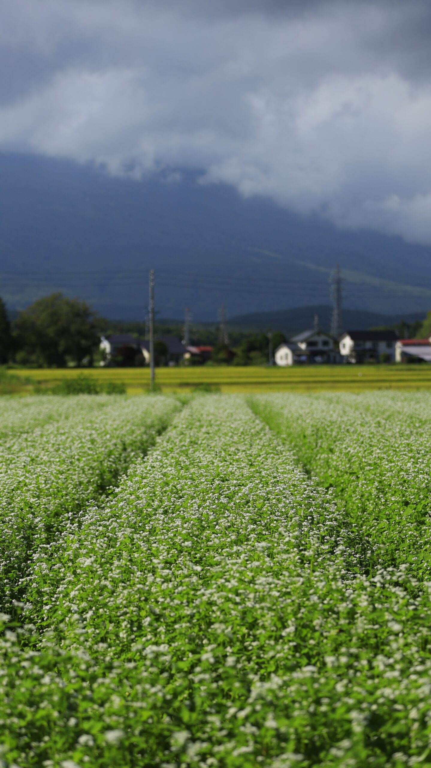 長野県内でラインを意識して撮影した白いそばの花畑
