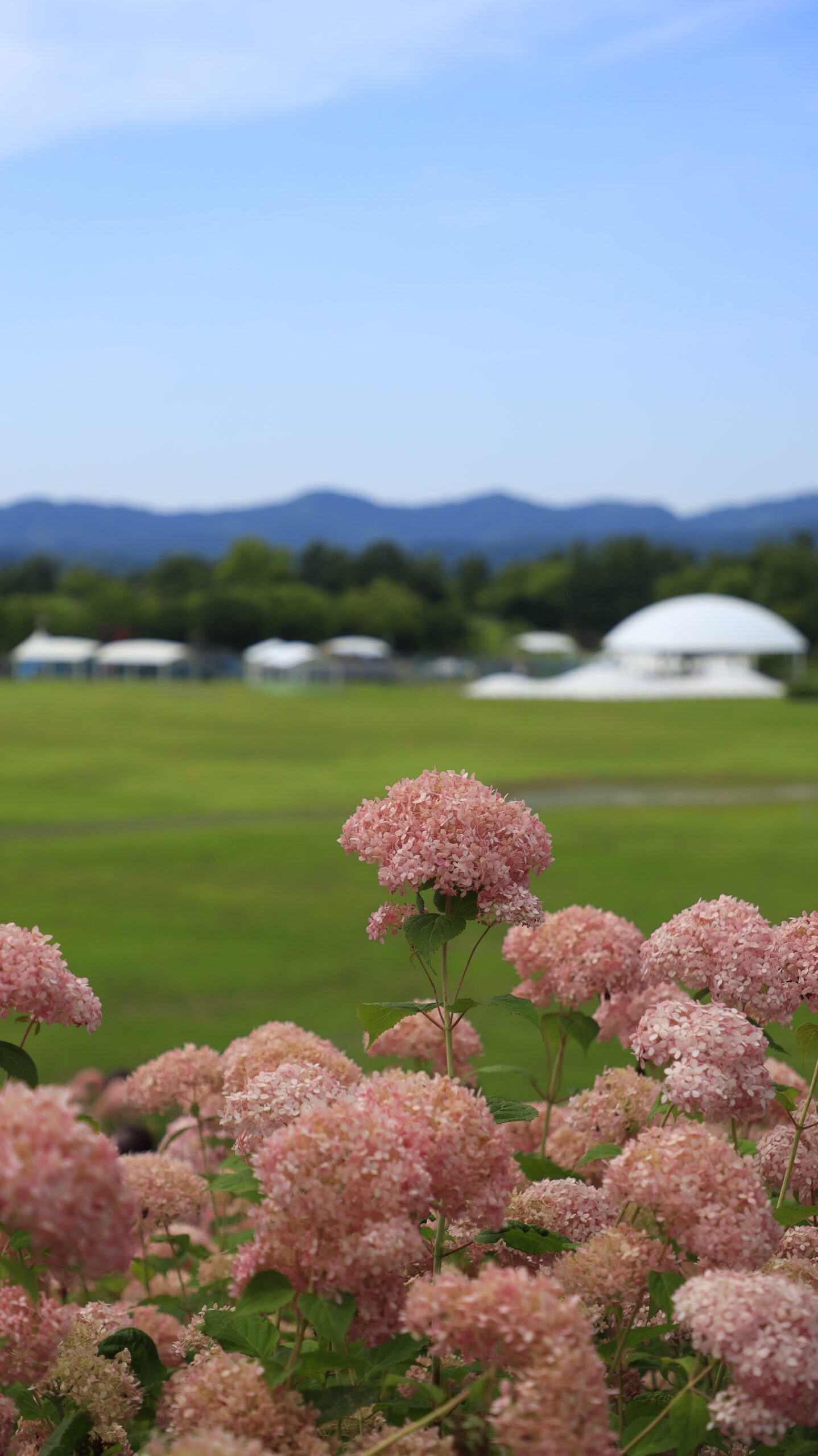 国営越後丘陵公園で薄いピンク色の一輪の紫陽花をメインに公園の奥行きを意識して撮影した写真