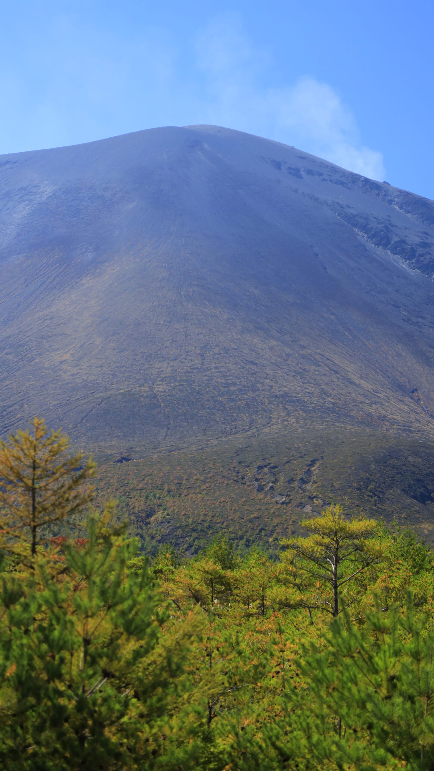 浅間山付近で手前に広がる高山植物と背景にそびえる雄大な浅間山