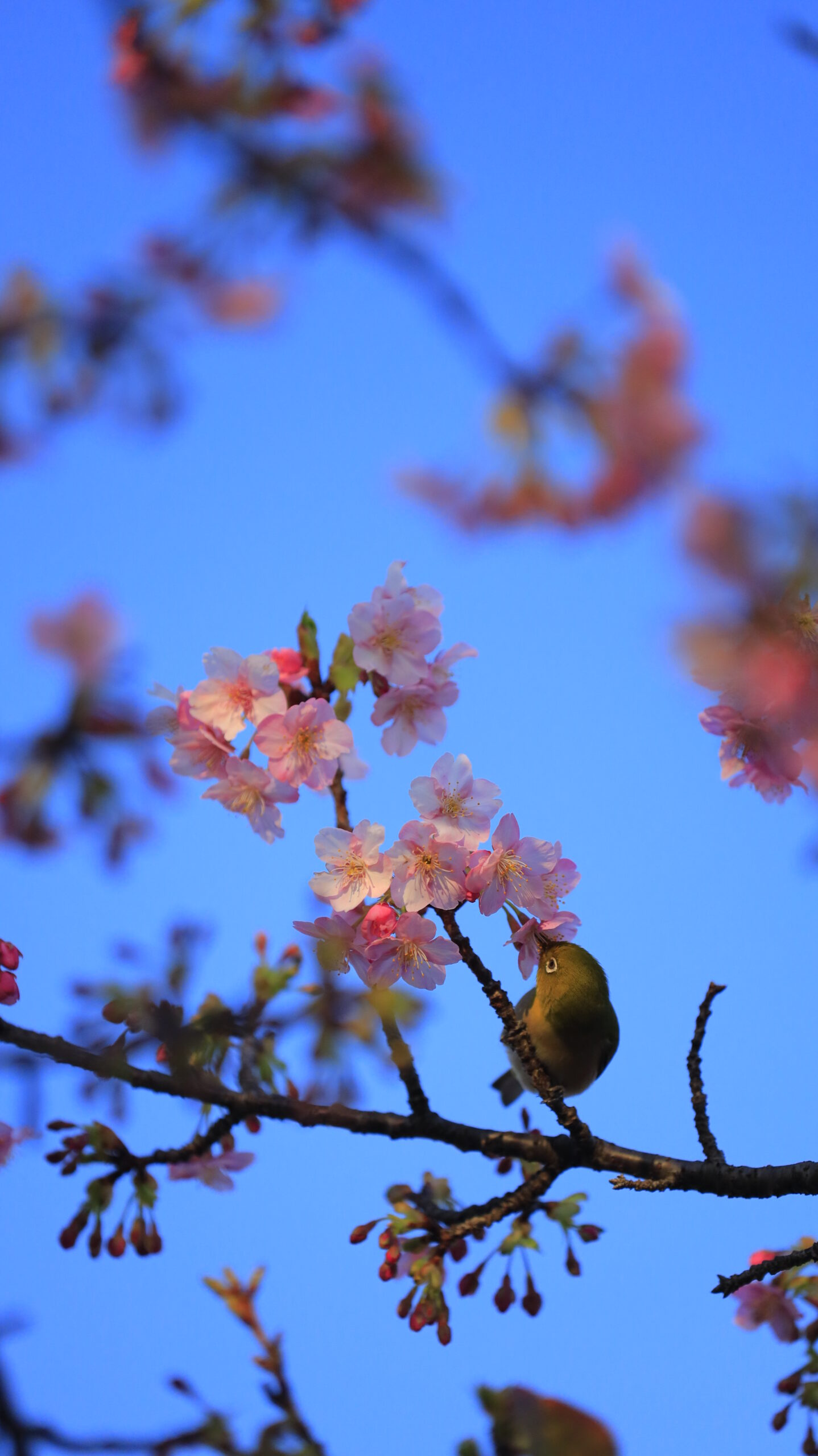 汐入公園で、光に包まれた河津桜をついばむメジロを写した春の生命感あふれる一枚