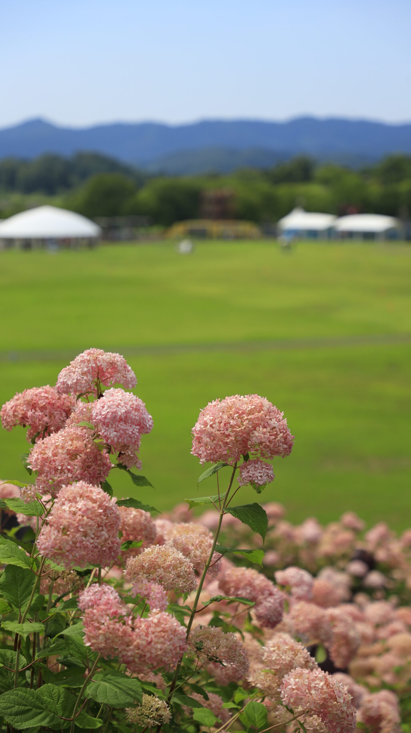 国営越後丘陵公園でピンク色の紫陽花をメインに園内の広場を撮影した写真