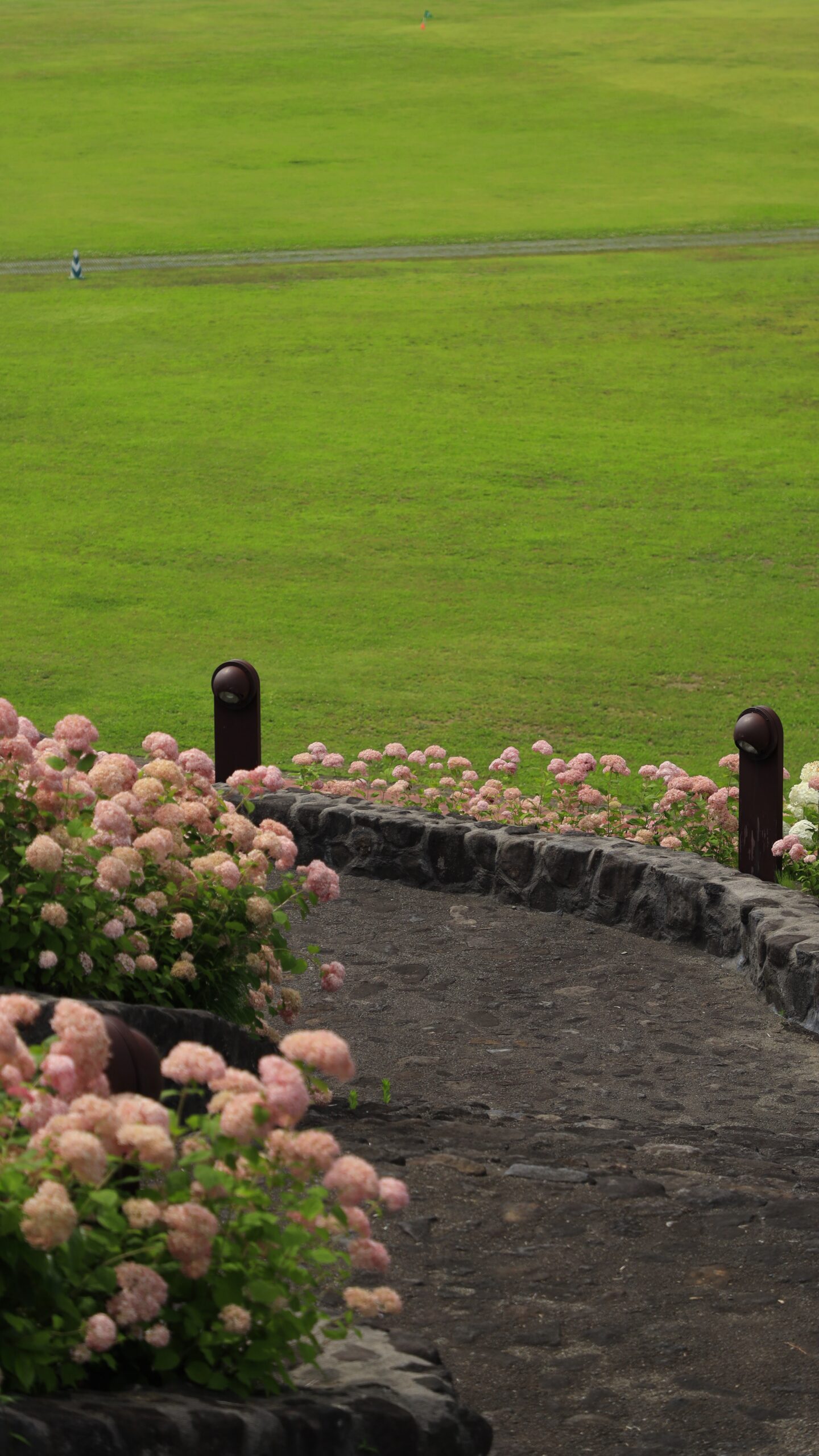 国営越後丘陵公園で丘の坂道とピンクの紫陽花を撮影した写真