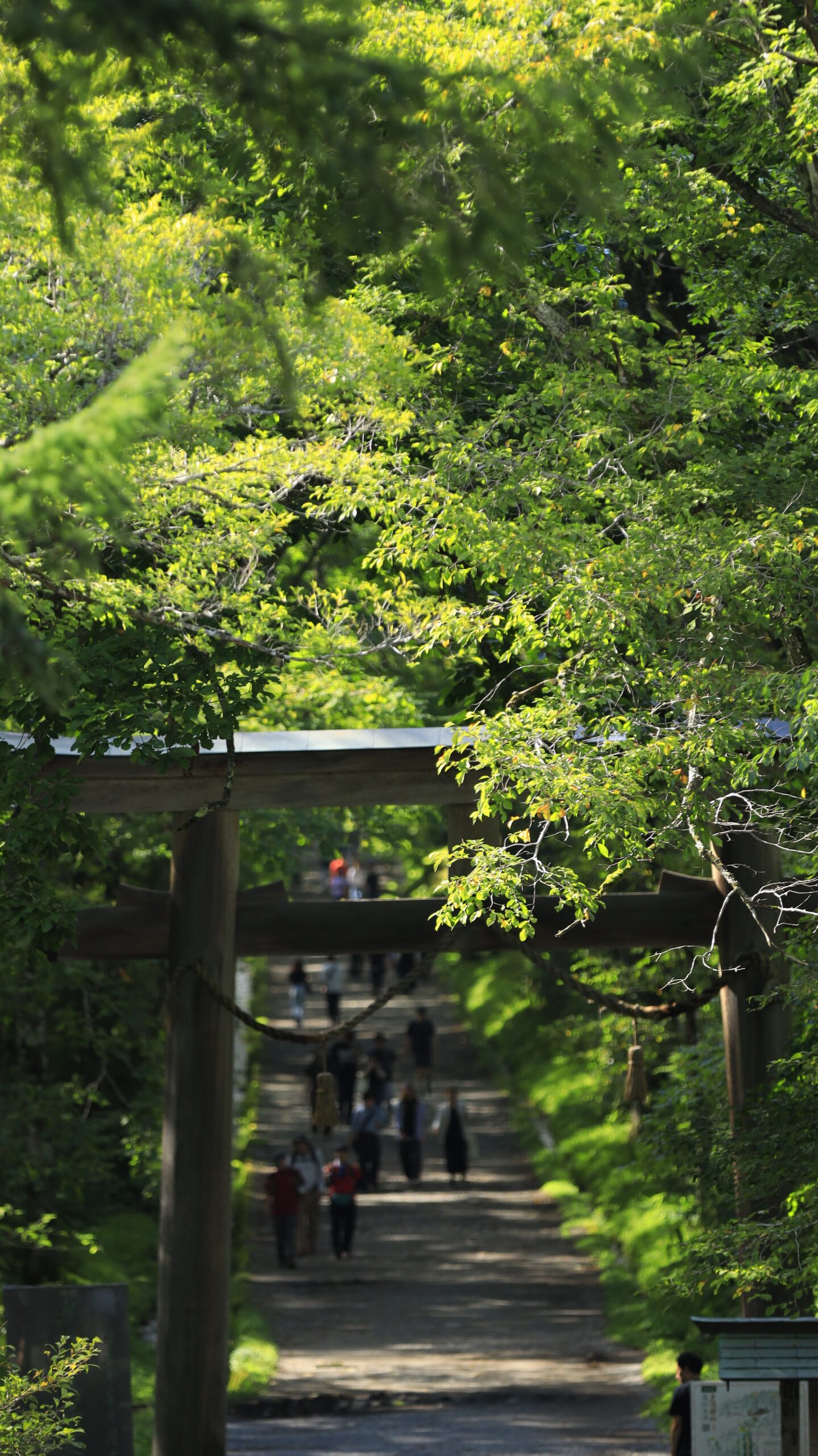 戸隠神社の大きな鳥居から奥へ続く参道