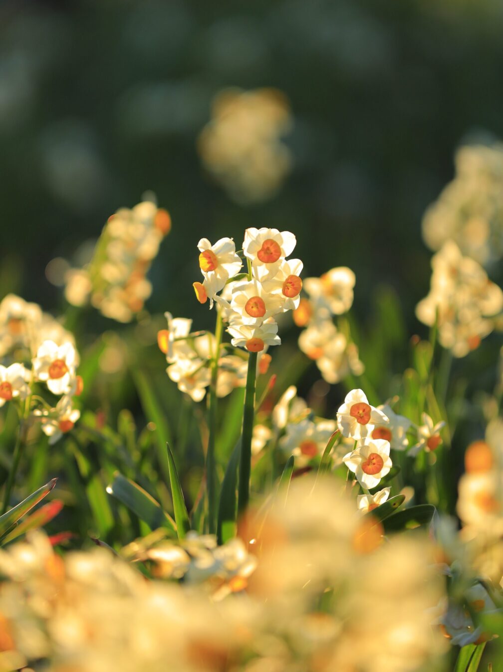 朝日を浴びる水仙の花