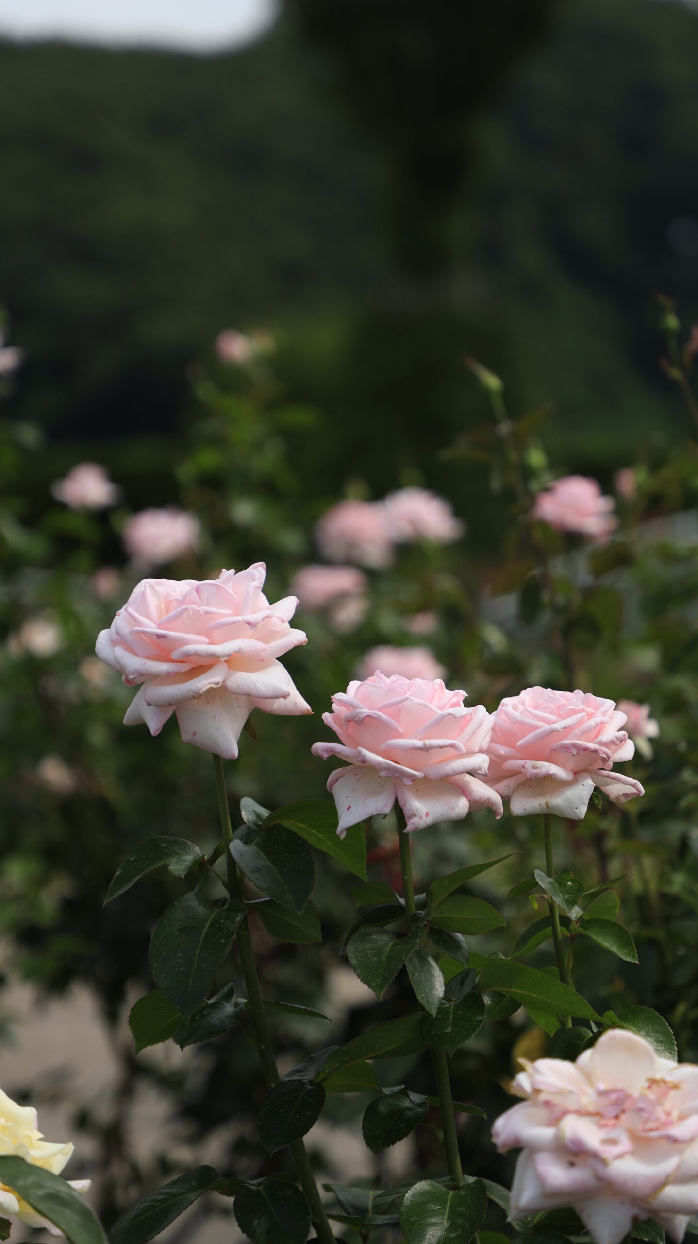 国営越後丘陵公園のバラ園で見つけた綺麗な薄ピンクの薔薇