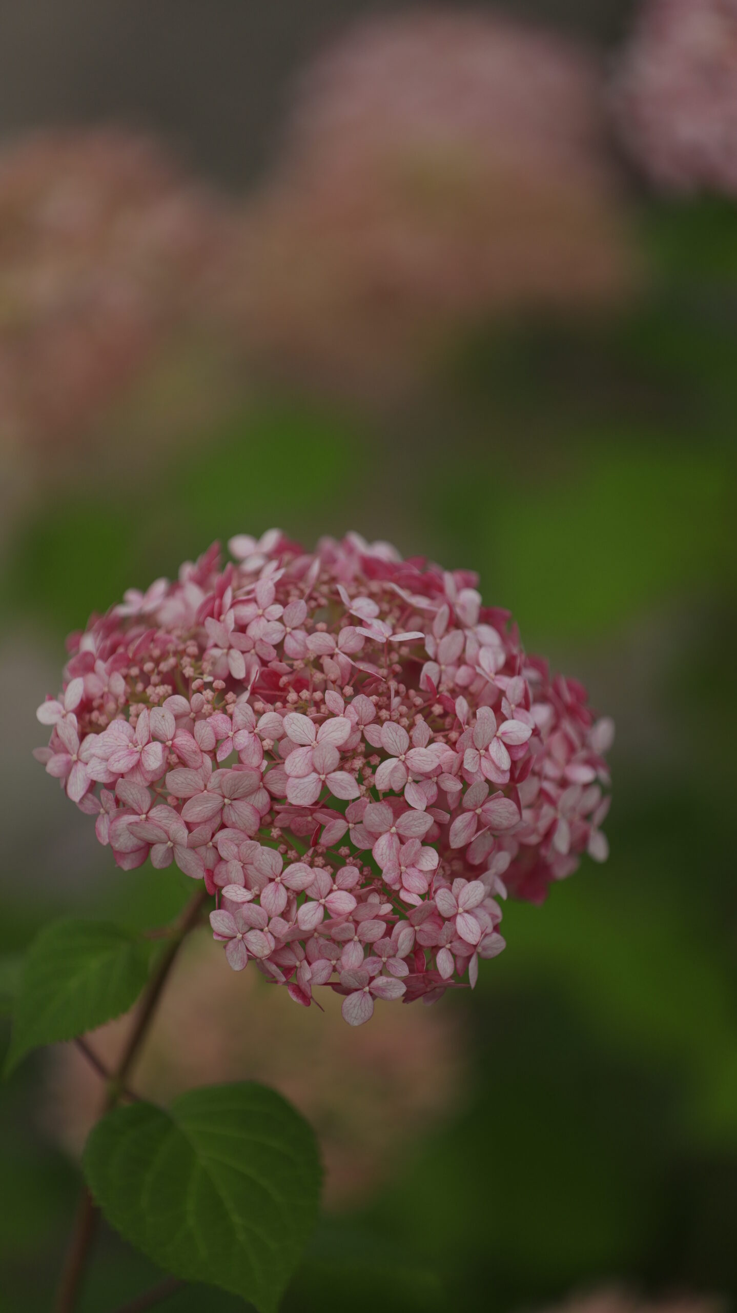 国営越後丘陵公園で薄ピンクの可愛い紫陽花に近づいて撮影した写真