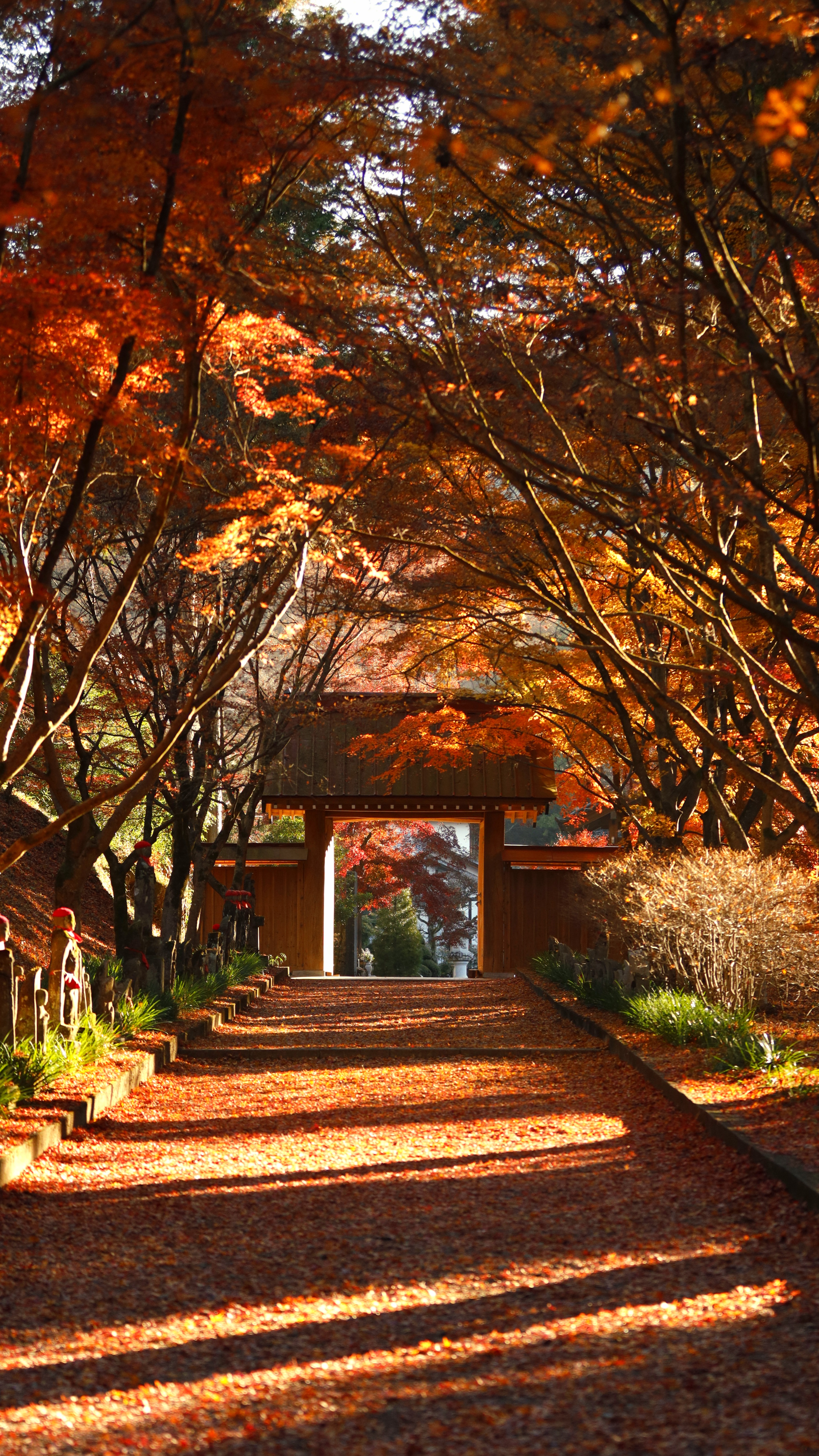 金蔵院にて、「紅葉の参道に差し込む光の美しさ」と感じた写真です。