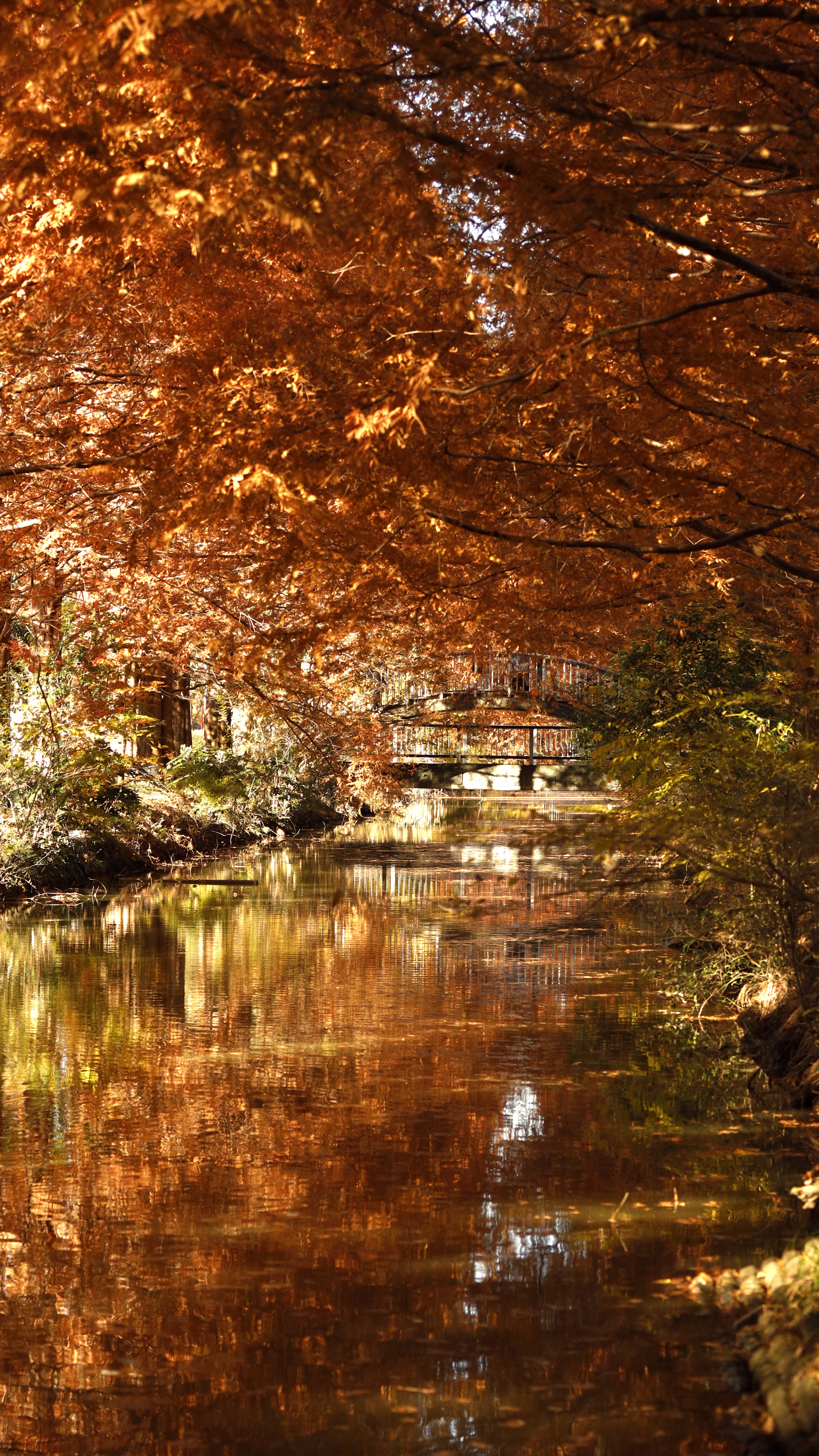 加須はなさき公園にて、「メタセコイア並木と水面のリフレクション」と感じた写真です。