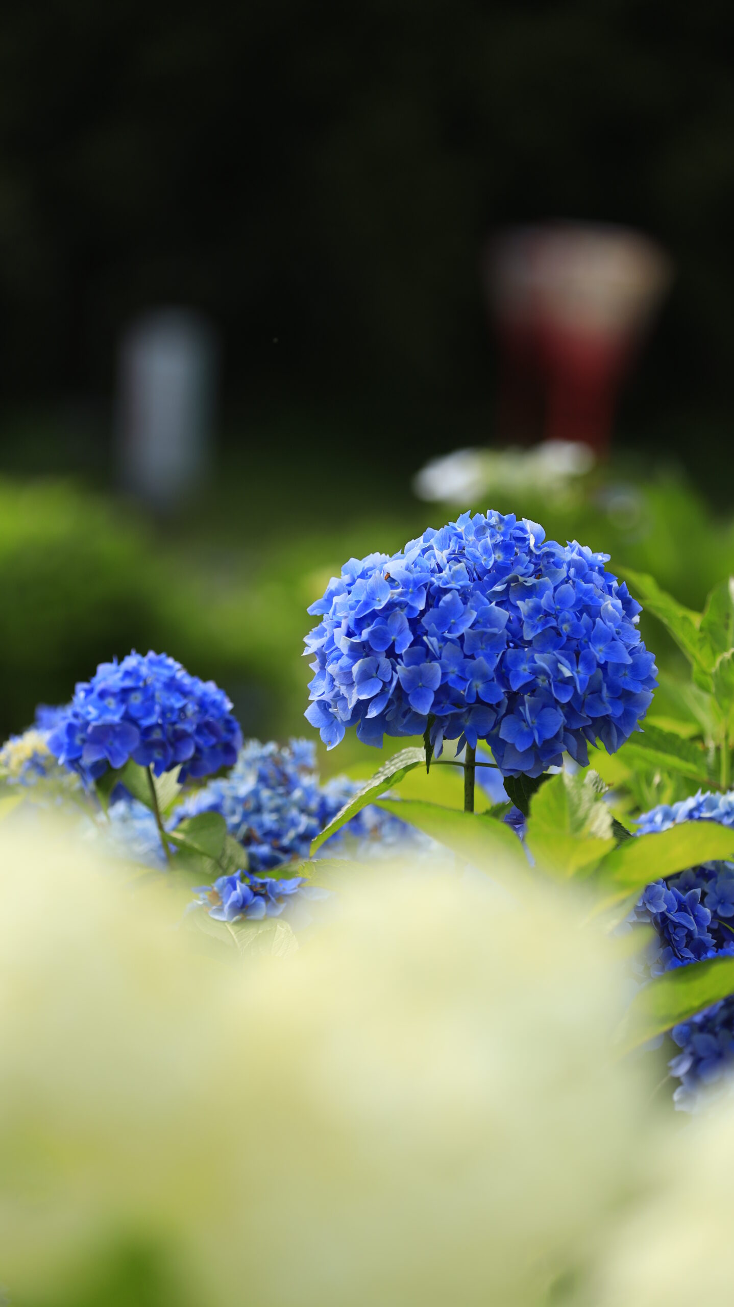 あじさい公園(十日町市)で綺麗な青色の紫陽花を横から撮影した写真