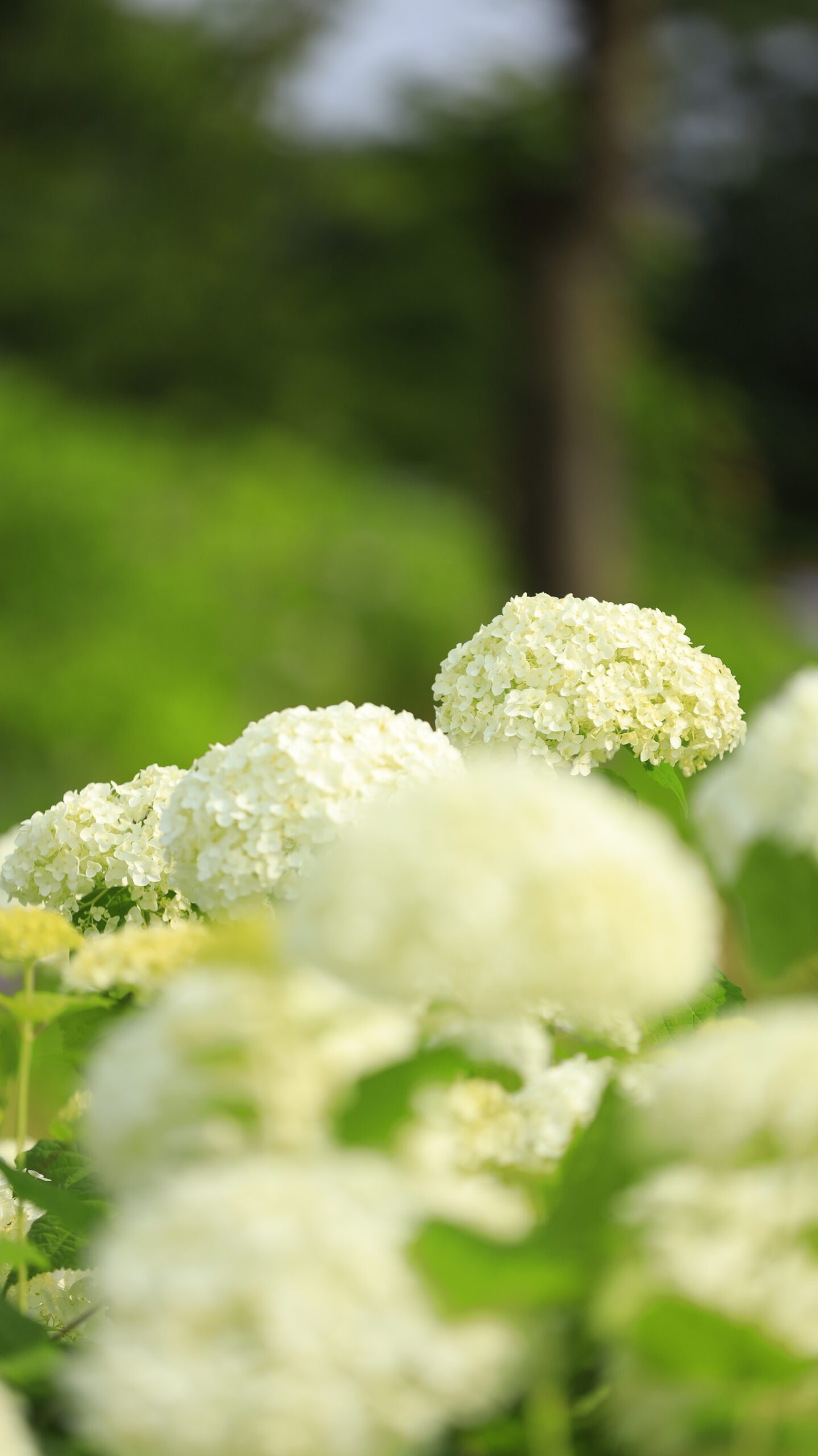 あじさい公園(十日町市)で白いアナベル紫陽花を少し遠い場所から撮影した写真