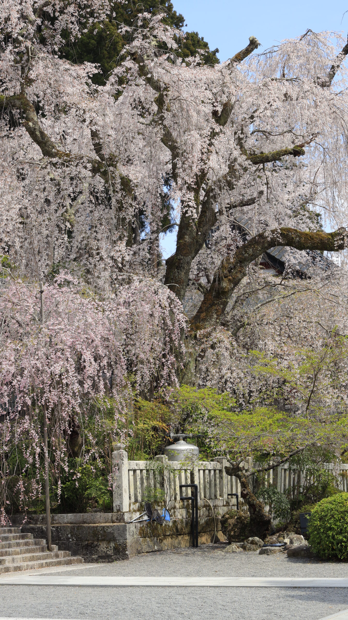 身延山久遠寺で一瞬明るくなったタイミングを活かし枝垂れ桜全体を美しく撮影した一枚