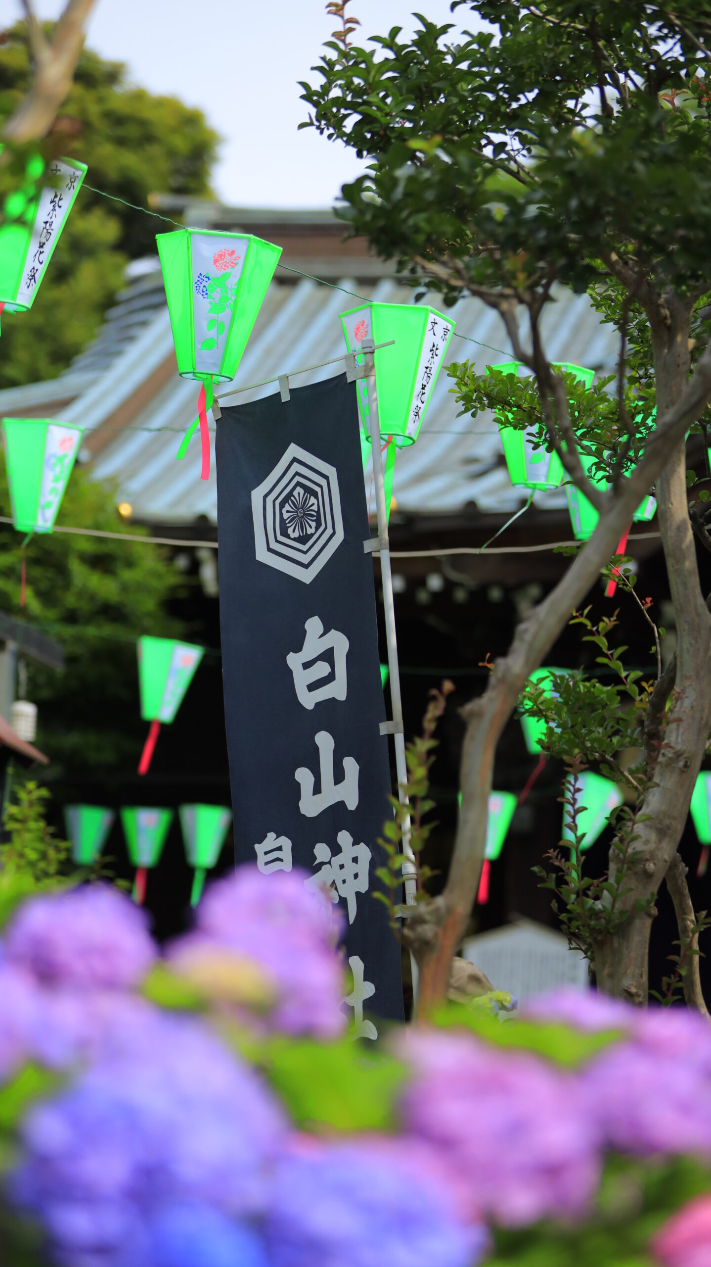 白山神社(文京区)にて、「登り旗と紫陽花の共演」と感じた写真です。
