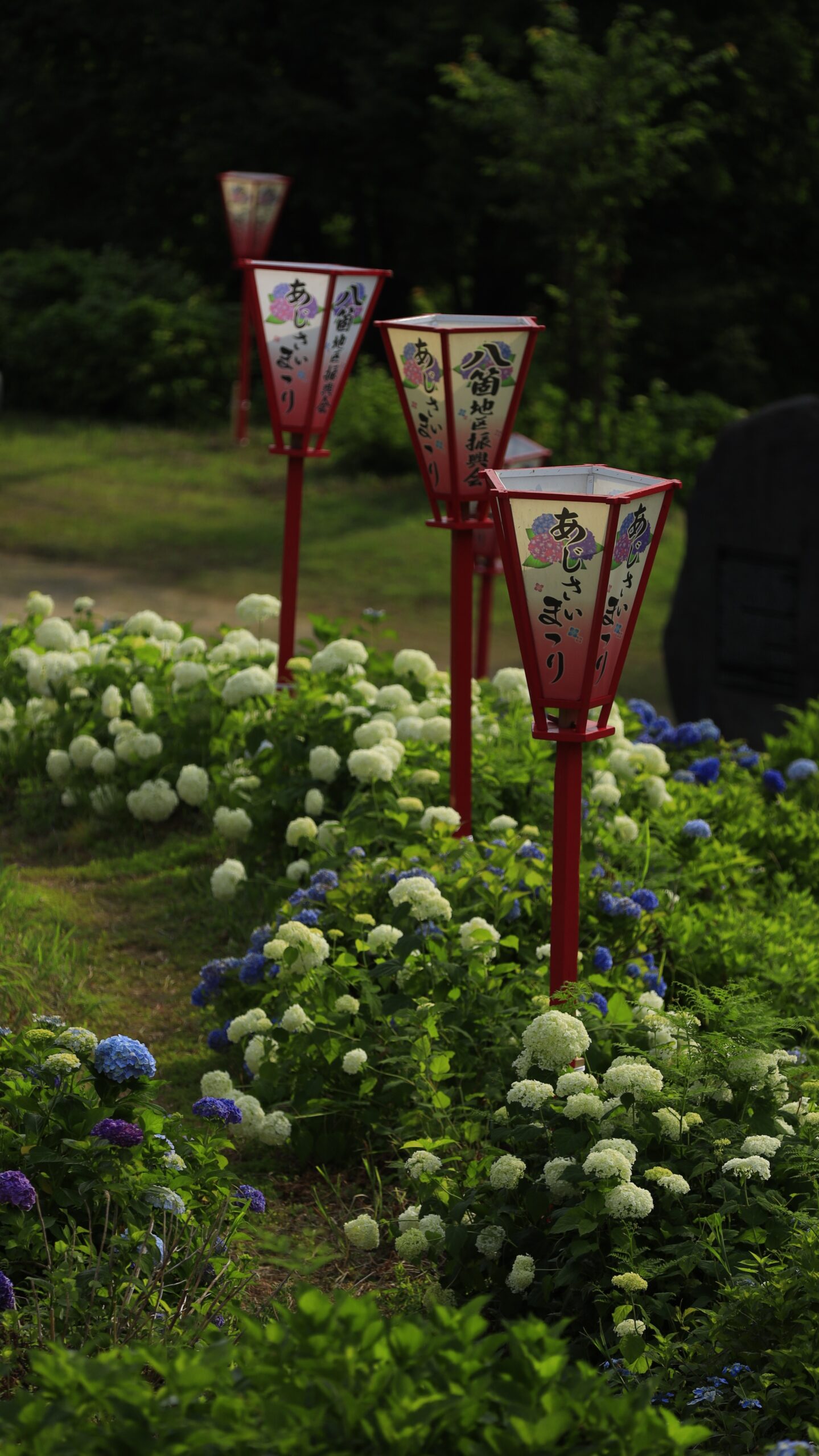 あじさい公園(十日町市)で紫陽花とお祭りの灯籠を撮影した写真