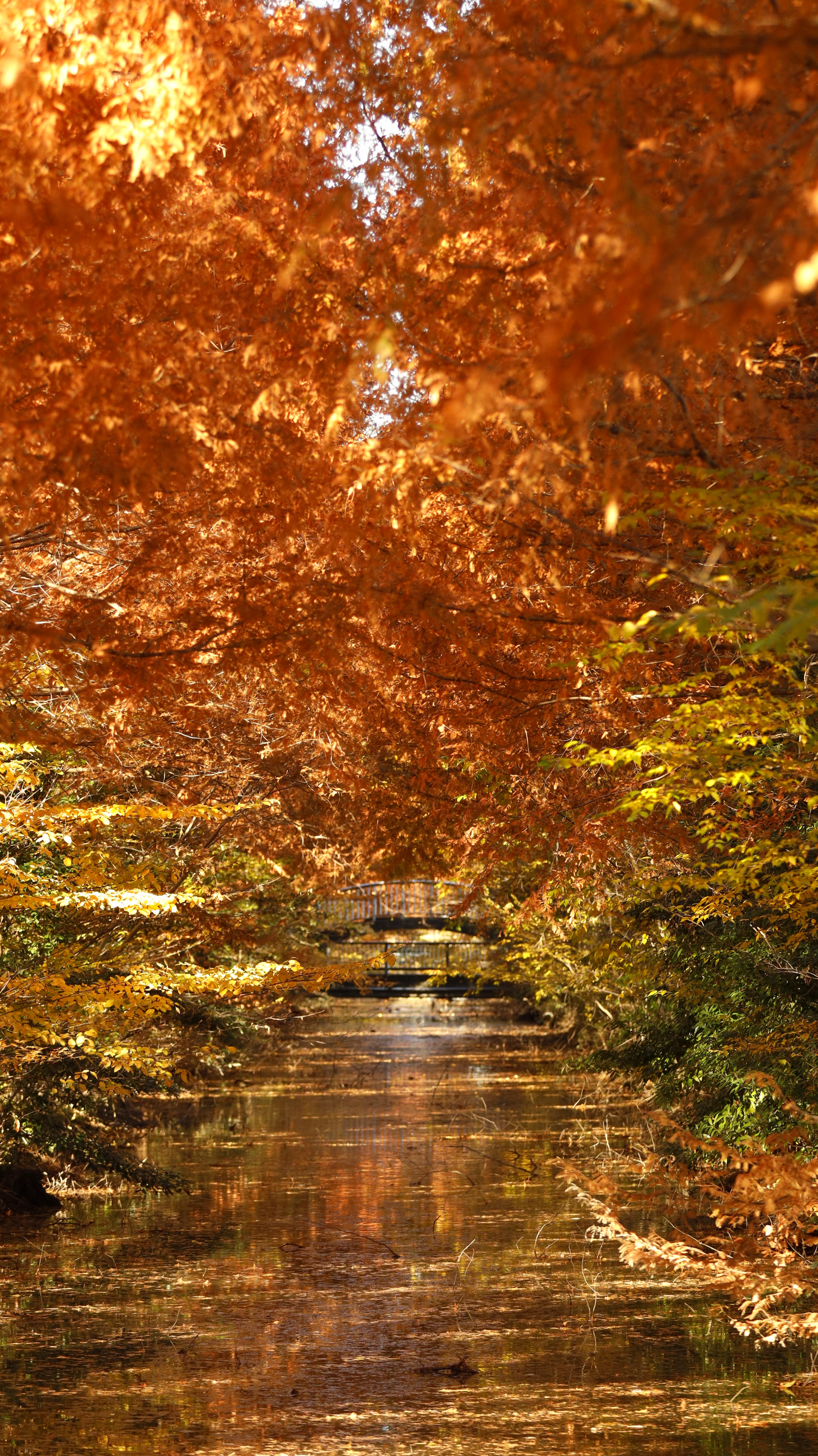 加須はなさき公園にて、「自然の調和が生むメタセコイアの風景」と感じた写真です。