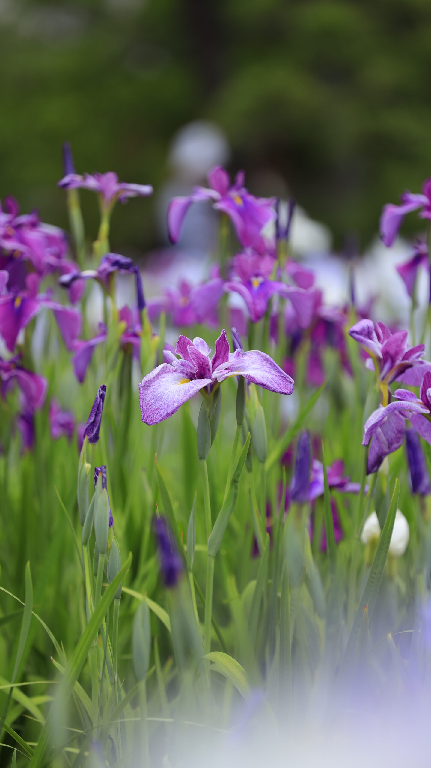 堀切菖蒲園の綺麗な花しょうぶを横から見た様子