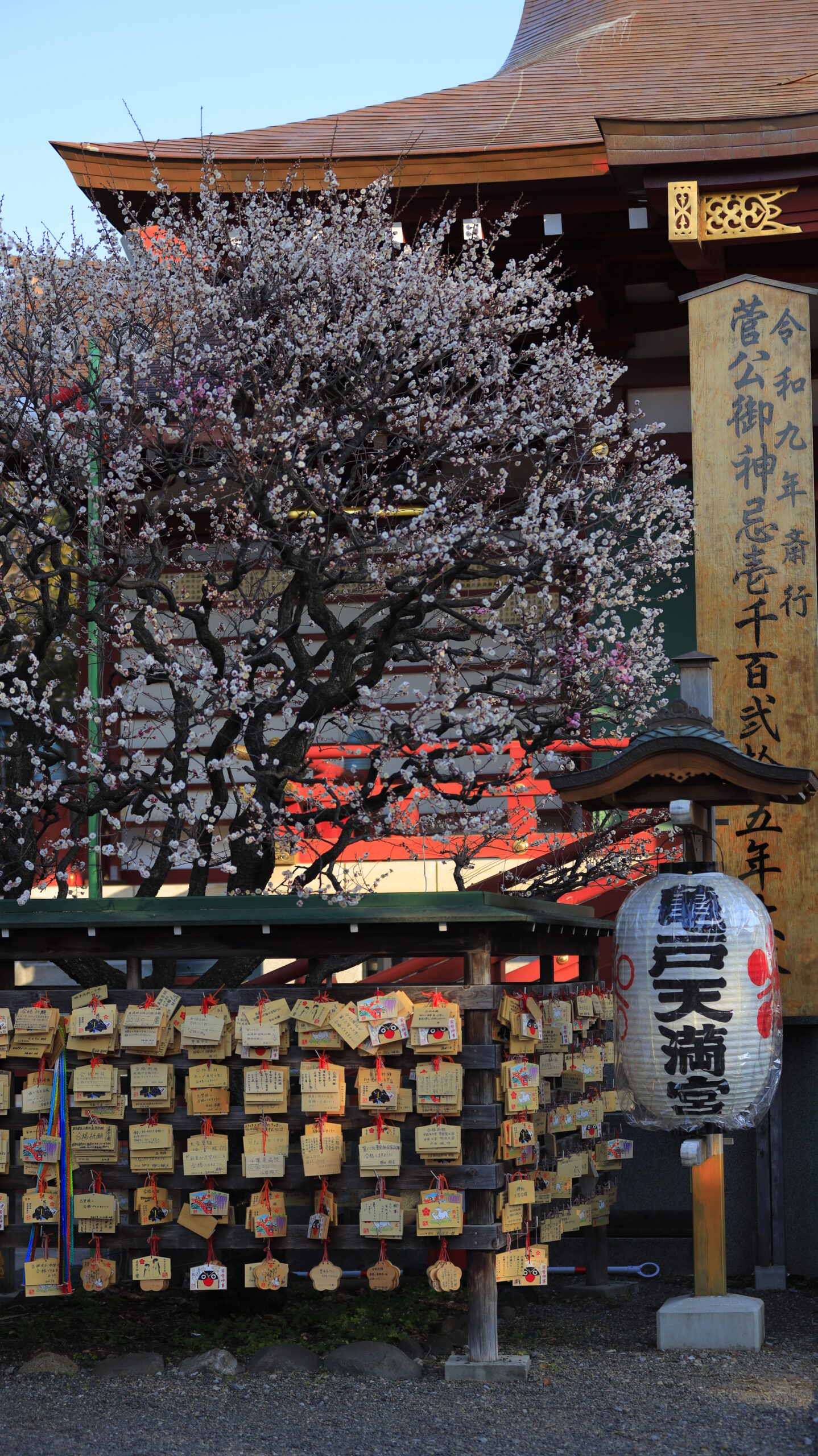亀戸天神で、梅の花と絵馬、提灯を一緒に収めた下町情緒あふれる梅まつり風景