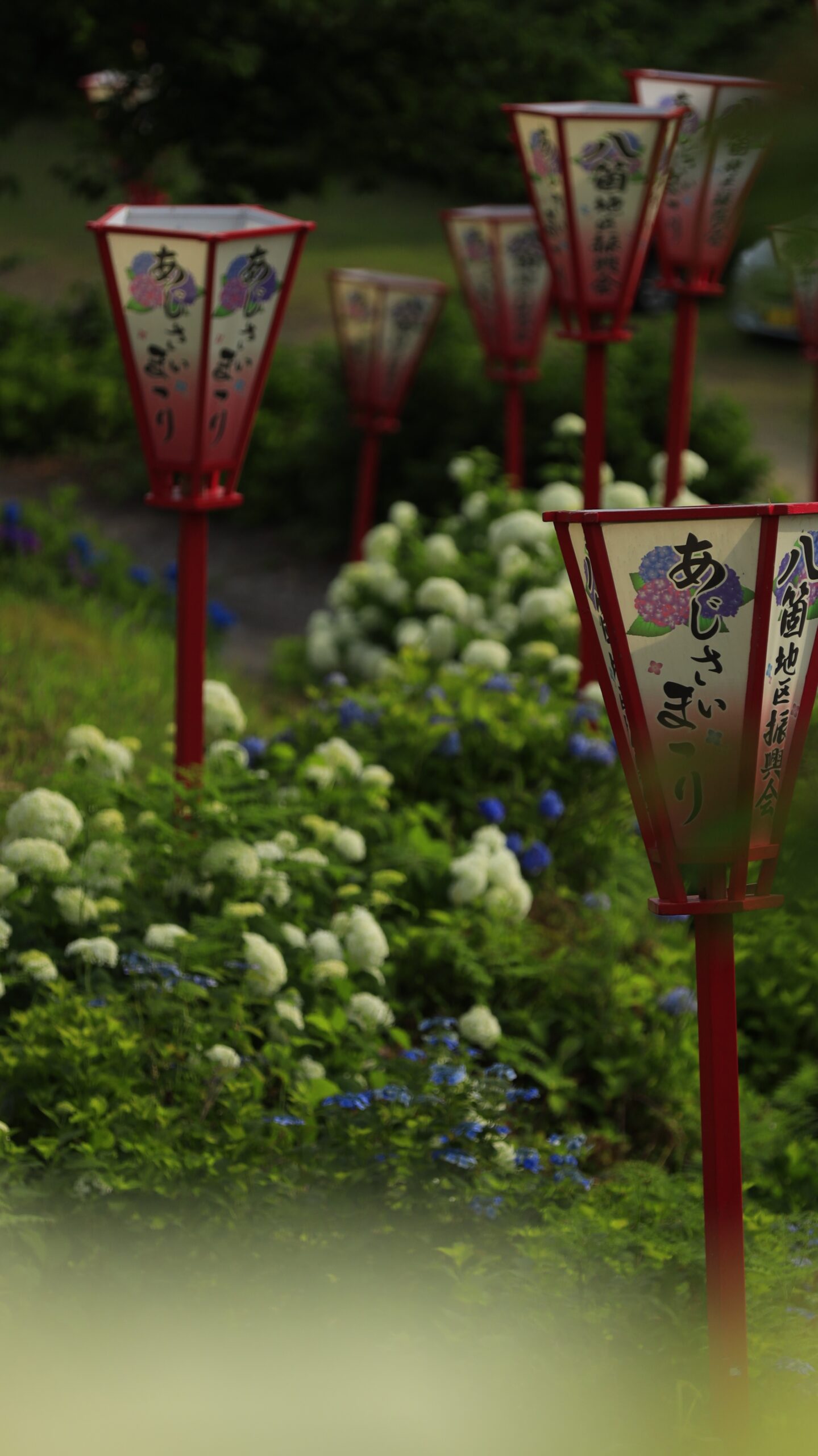 あじさい公園(十日町市)で紫陽花祭りの灯籠と紫陽花を撮影した写真