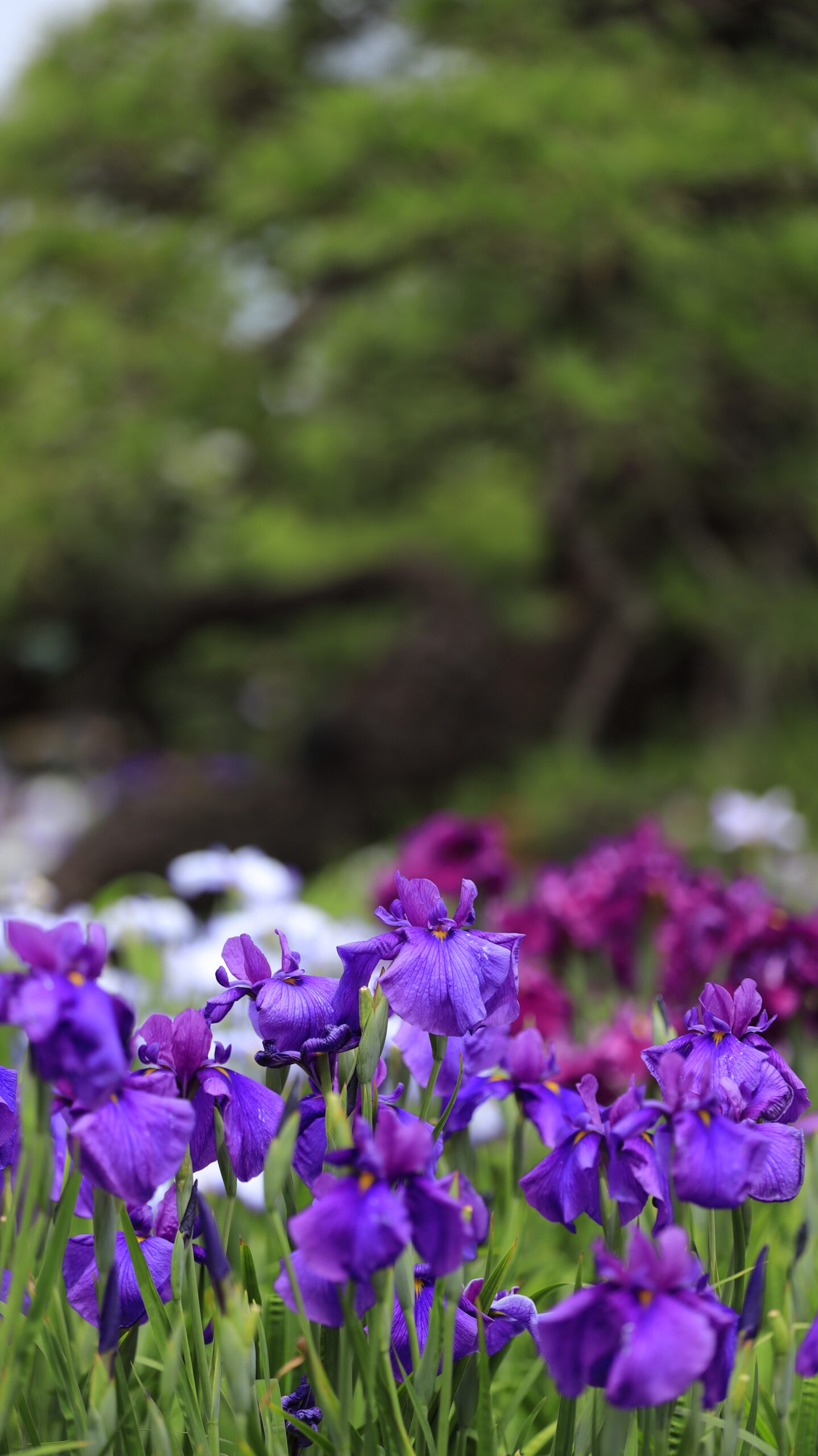 堀切菖蒲園の濃い紫の花菖蒲をローアングルから撮影した風景