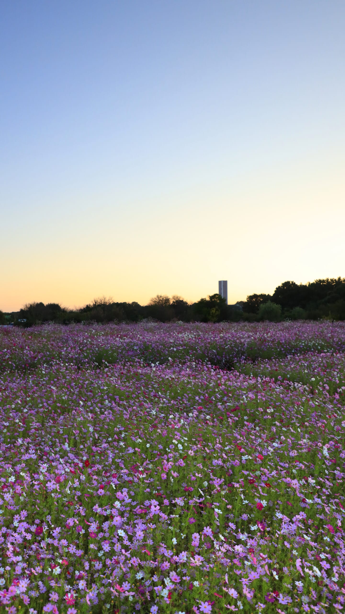 所沢市の本郷のコスモス畑で、太陽が昇る直前の柔らかな自然光に照らされる、色とりどりのコスモス畑の全景
