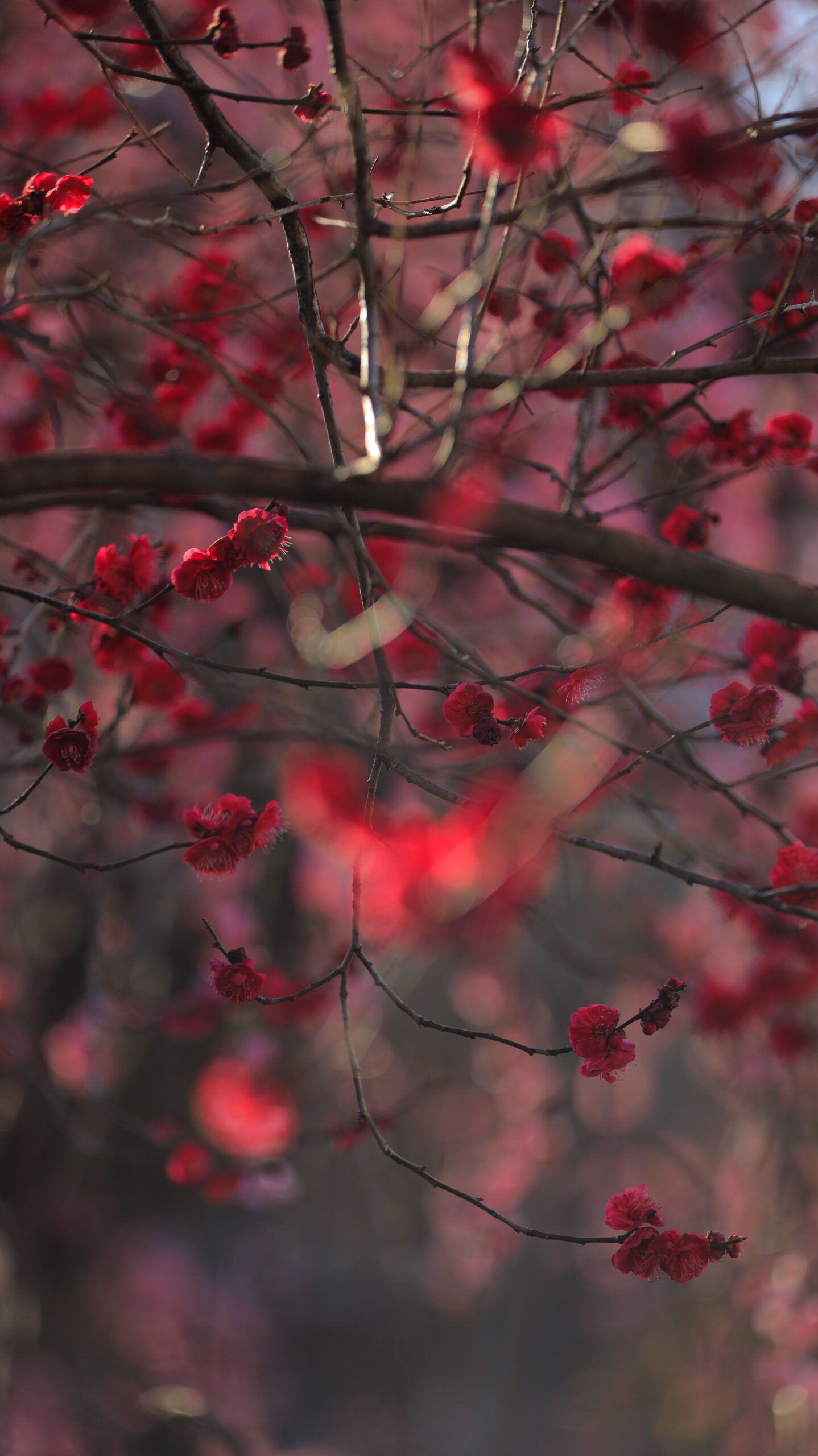 亀戸天神で、太陽に照らされて輝く濃い赤の梅の花を捉えたコントラスト表現