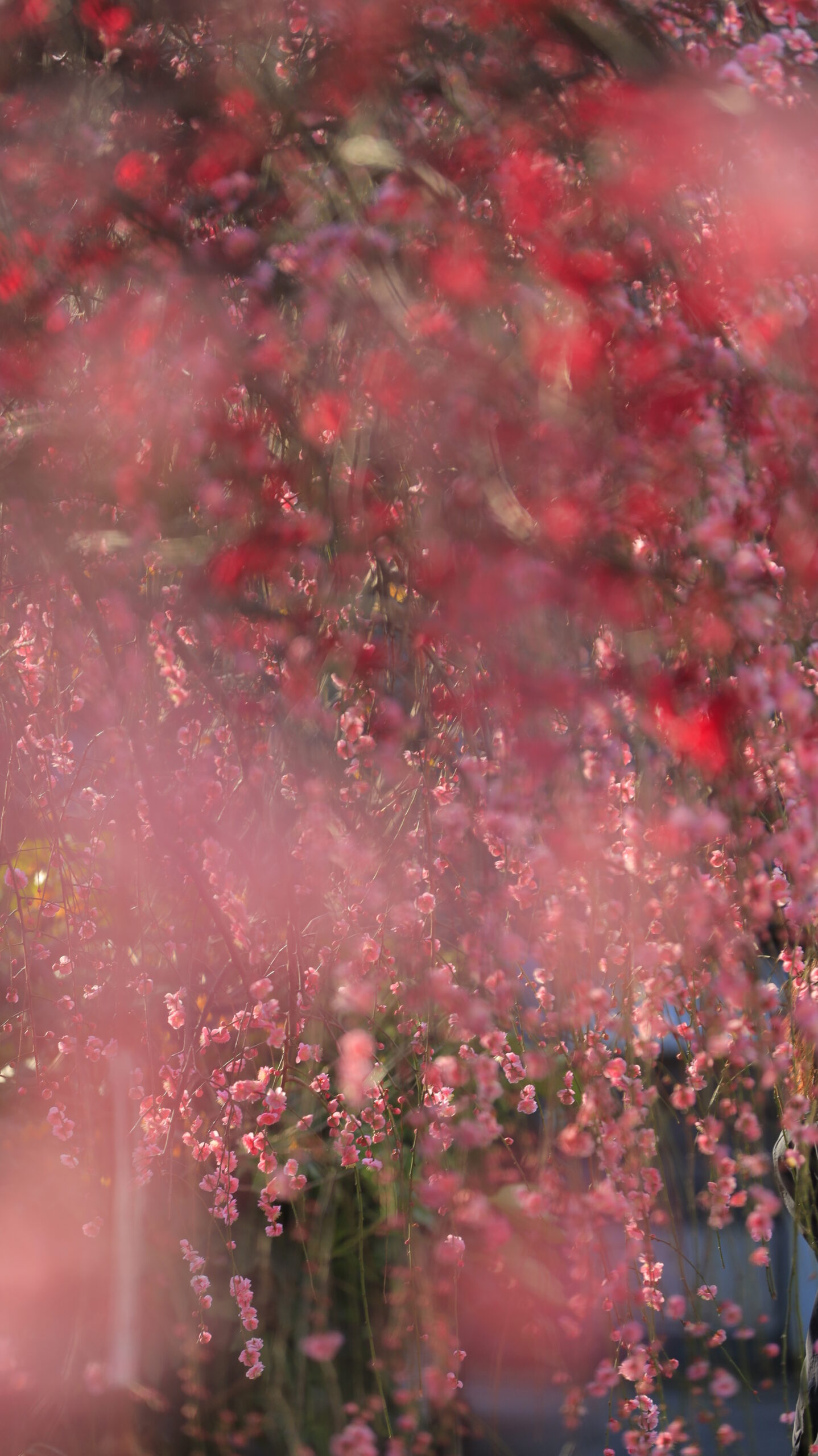 亀戸天神で、手前をぼかして奥の枝垂れ梅を柔らかく描写したふんわり春写真