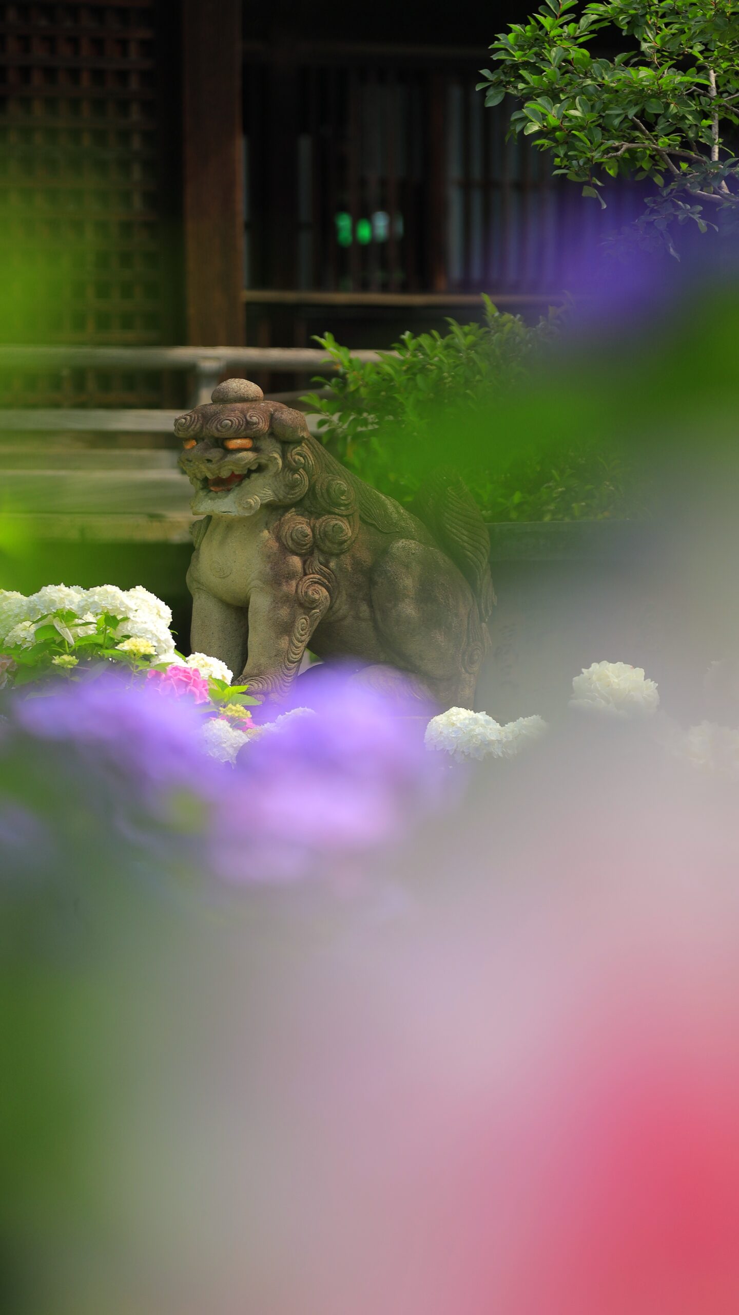 白山神社(文京区)にて、「狛犬を覗く紫陽花のすき間」と感じた写真です。
