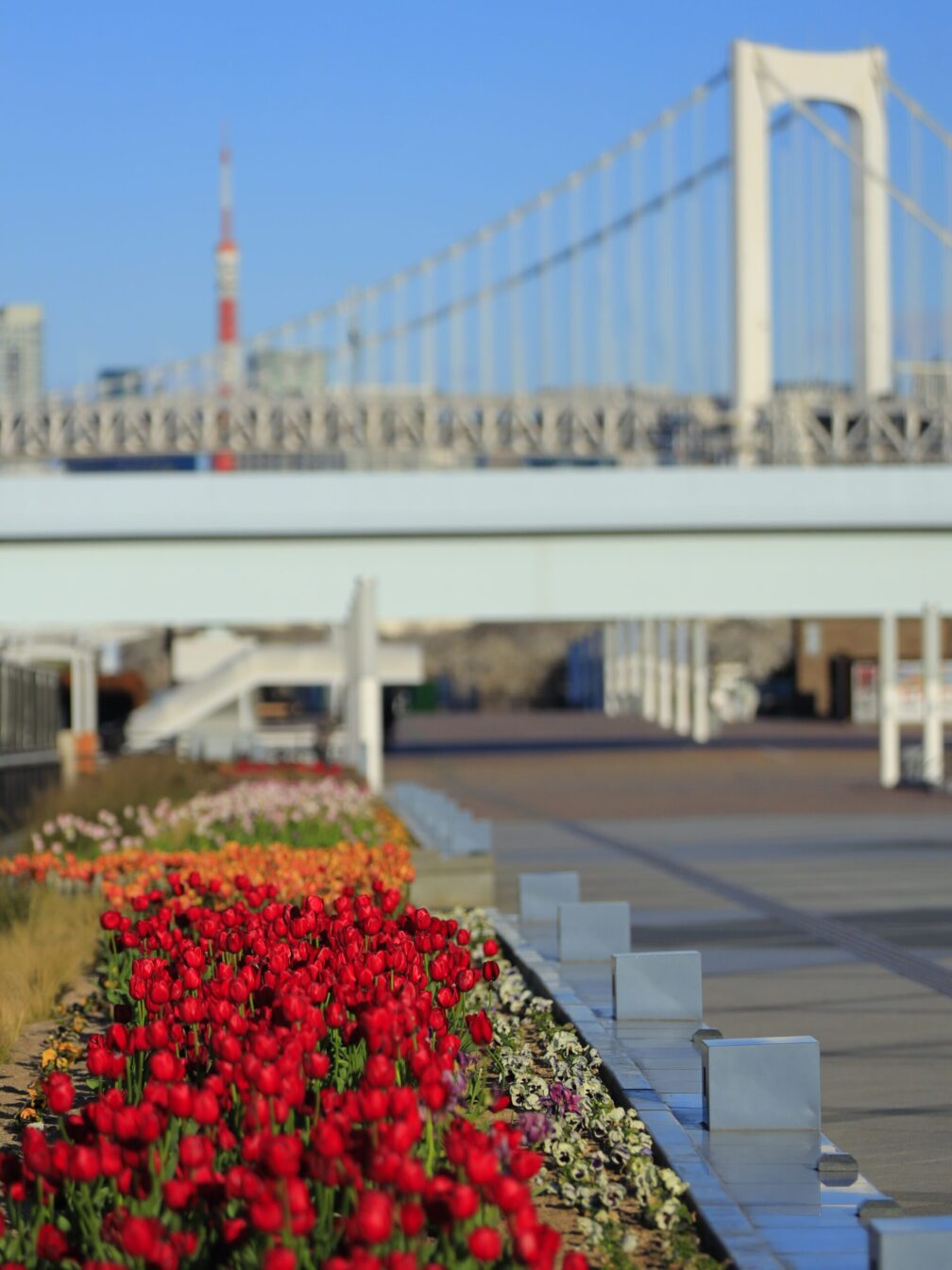 アイスチューリップとレインボーブリッジ×東京タワー