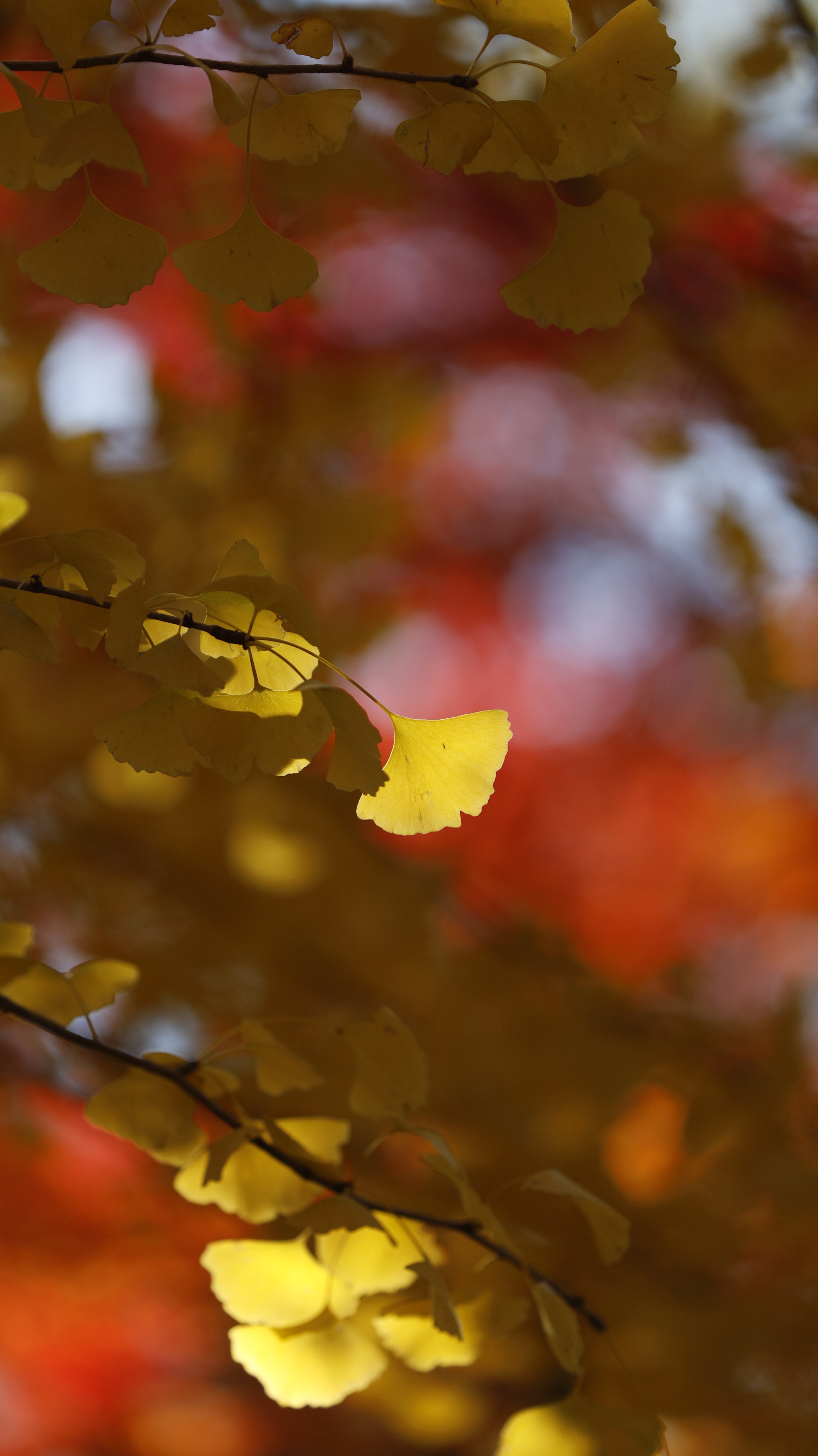 大宮公園にて、「紅葉の中に輝く銀杏の葉」と感じた写真です。